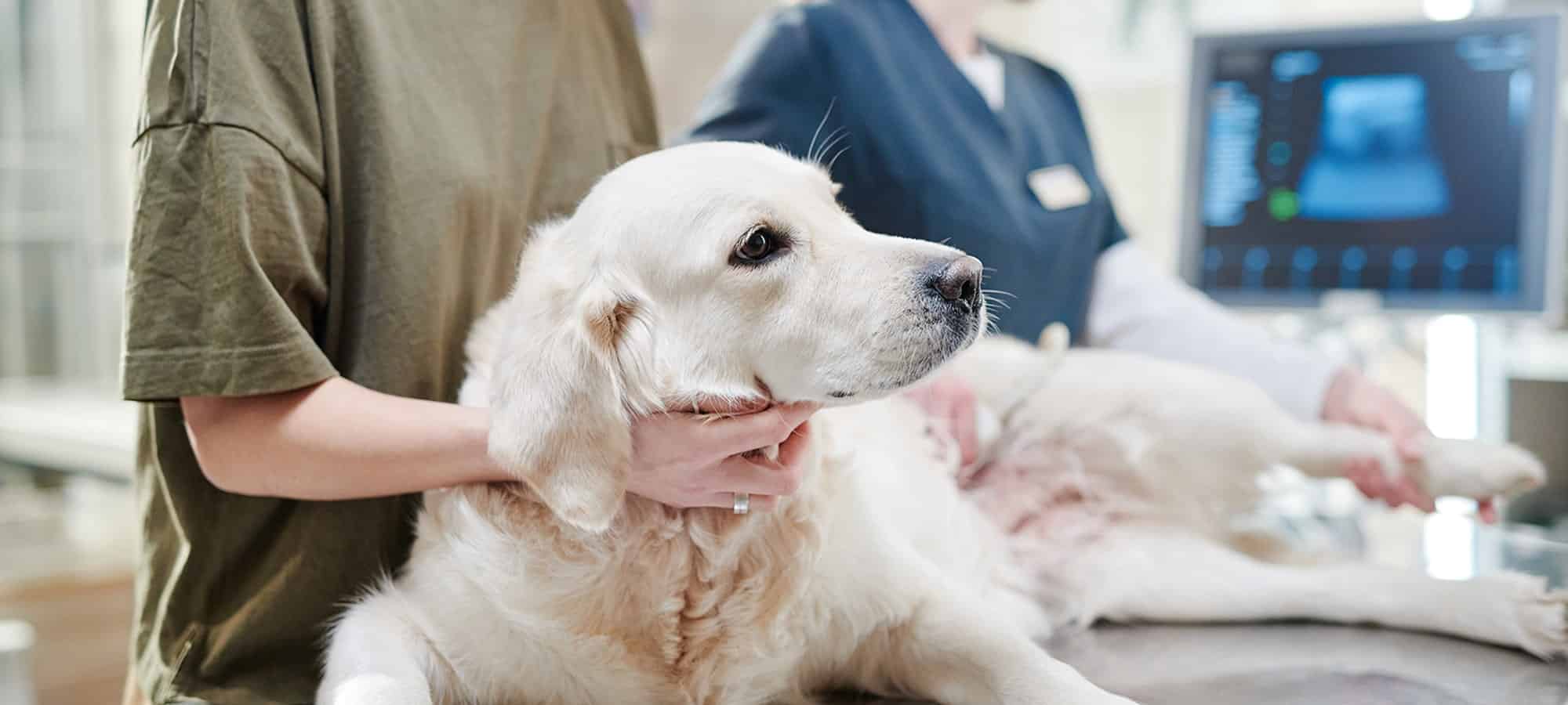 Dog getting advanced diagnostic care in Easley, SC