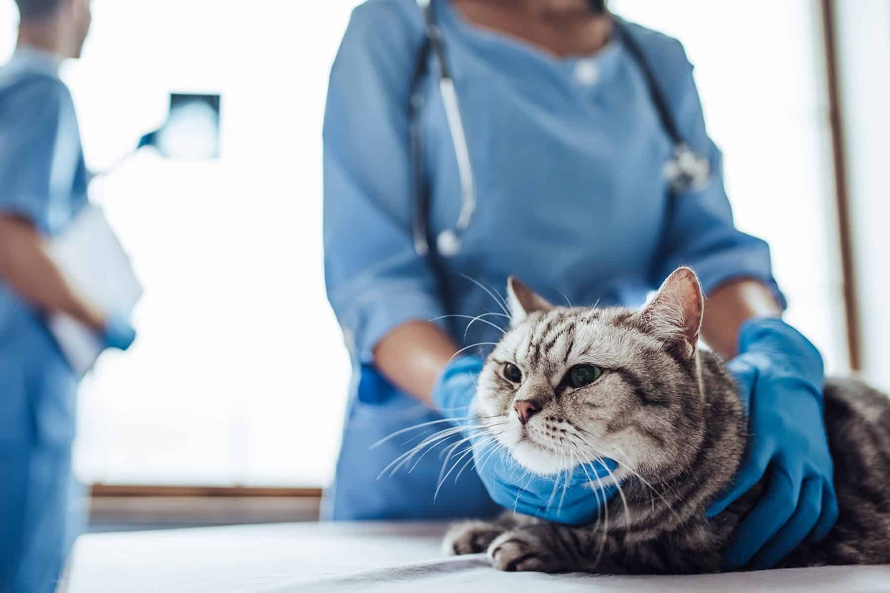 Cat at the advanced care vet in Easley, SC