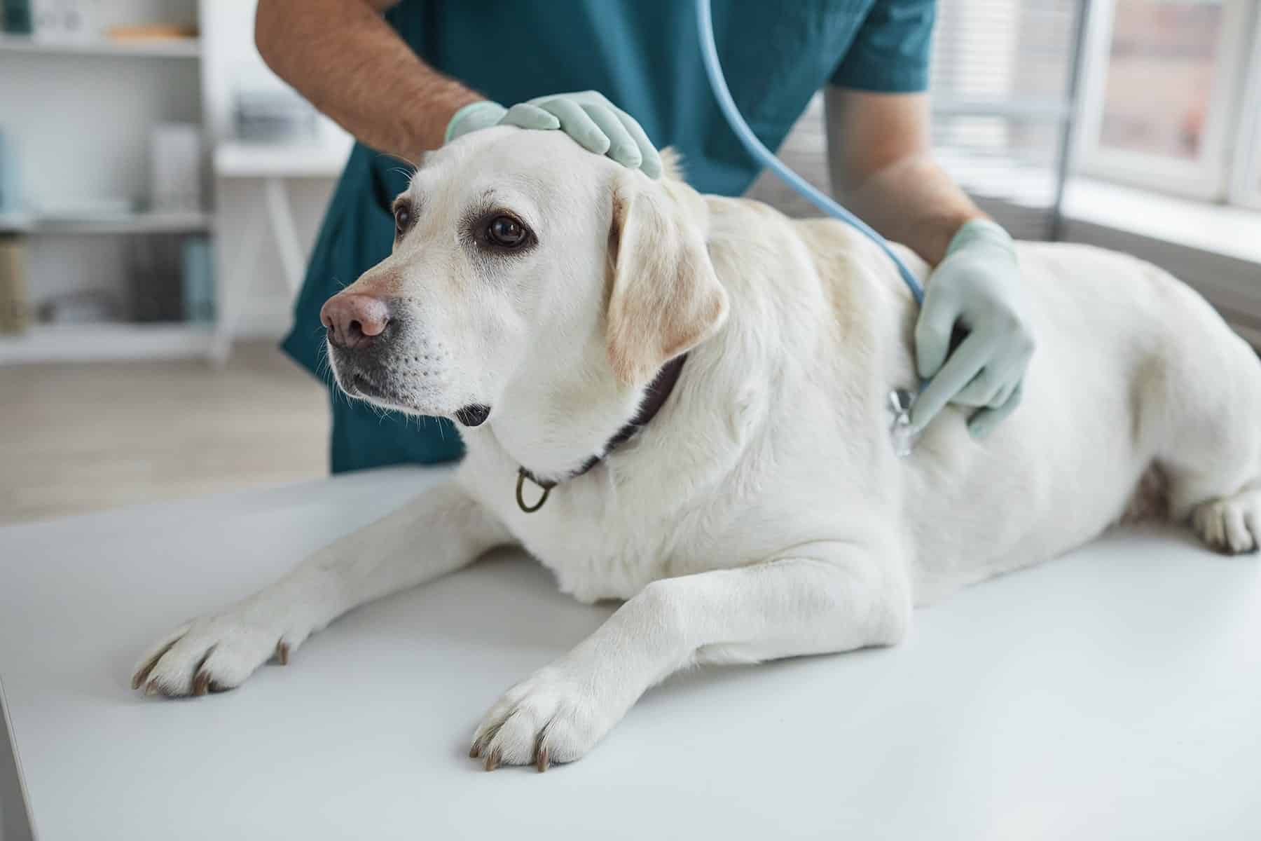 Dog vet exam in Easley, SC