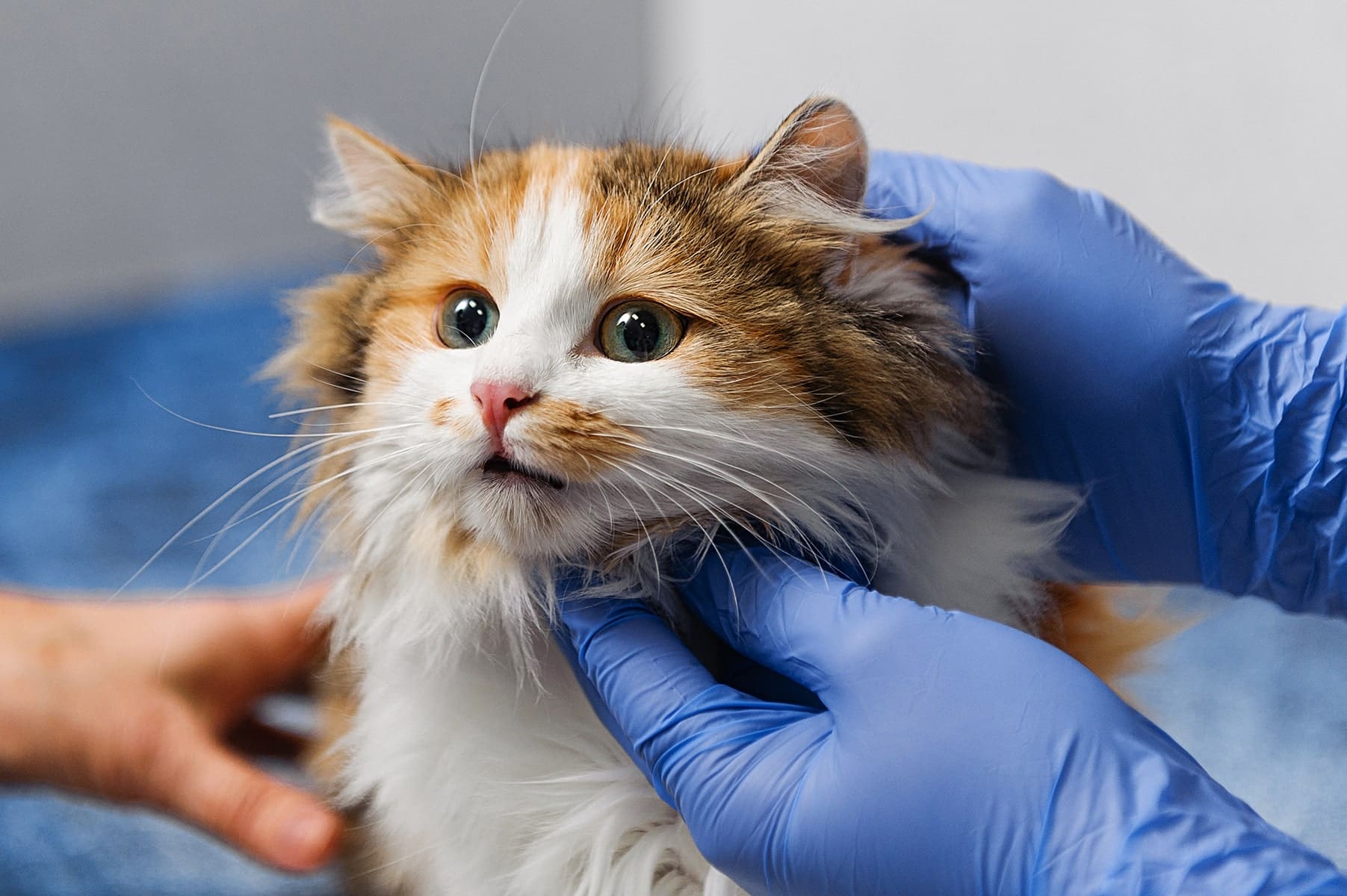 Preventive vet care for cats in Easley, SC