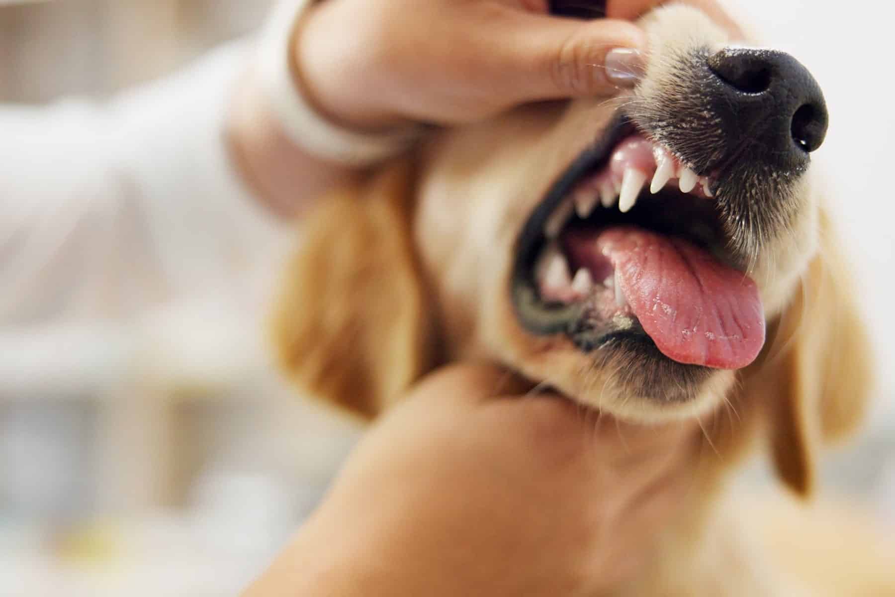 Dog dental care in Easley, SC