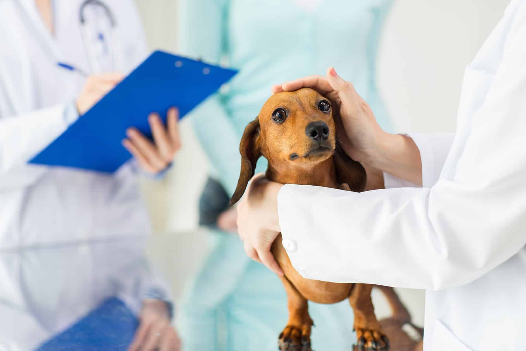 Dog getting diagnostic tests in Easley, SC