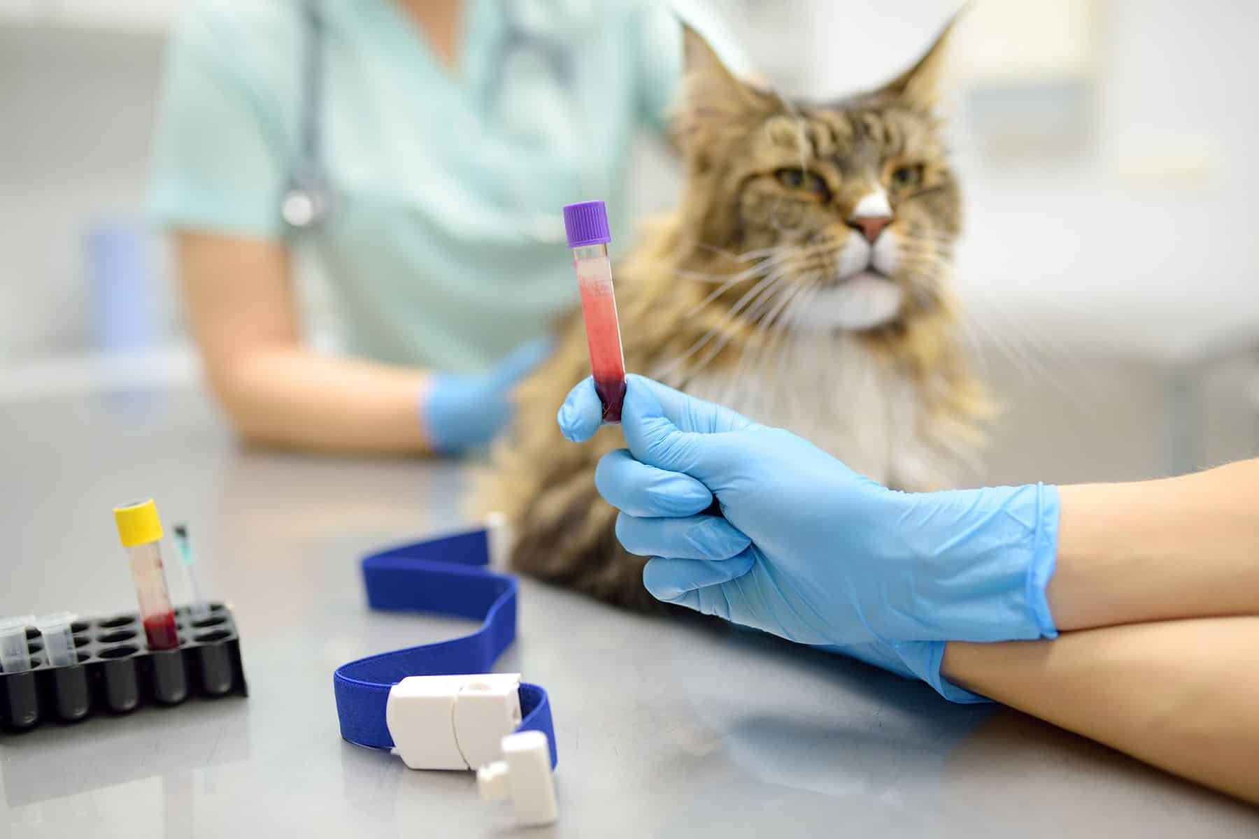 Cat getting tested in Easley, SC