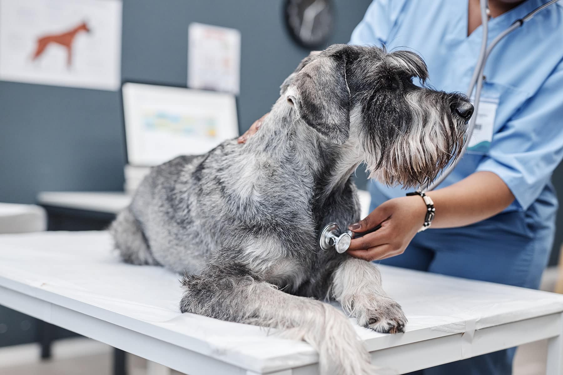 Dog checkup in Easley, SC