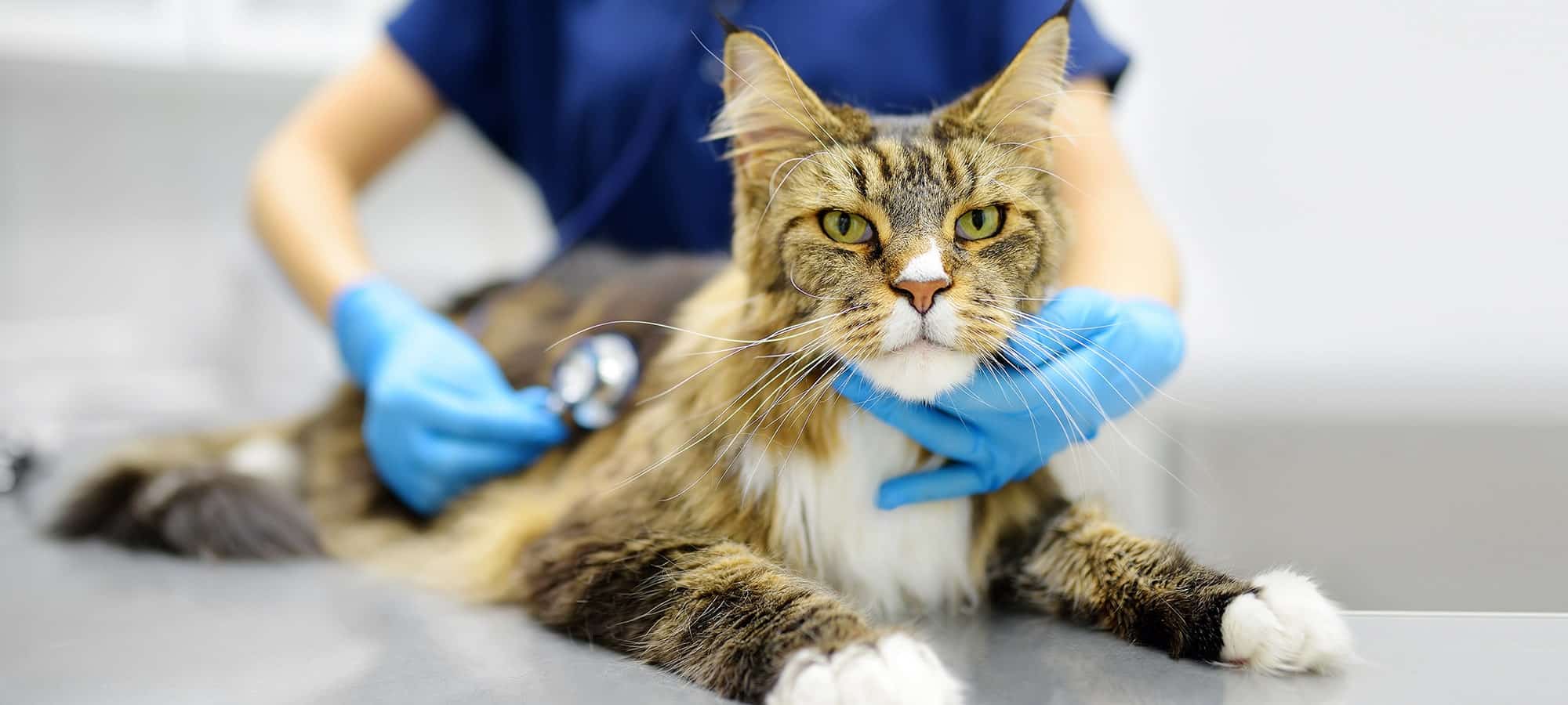 Cat wellness exam in Easley, SC