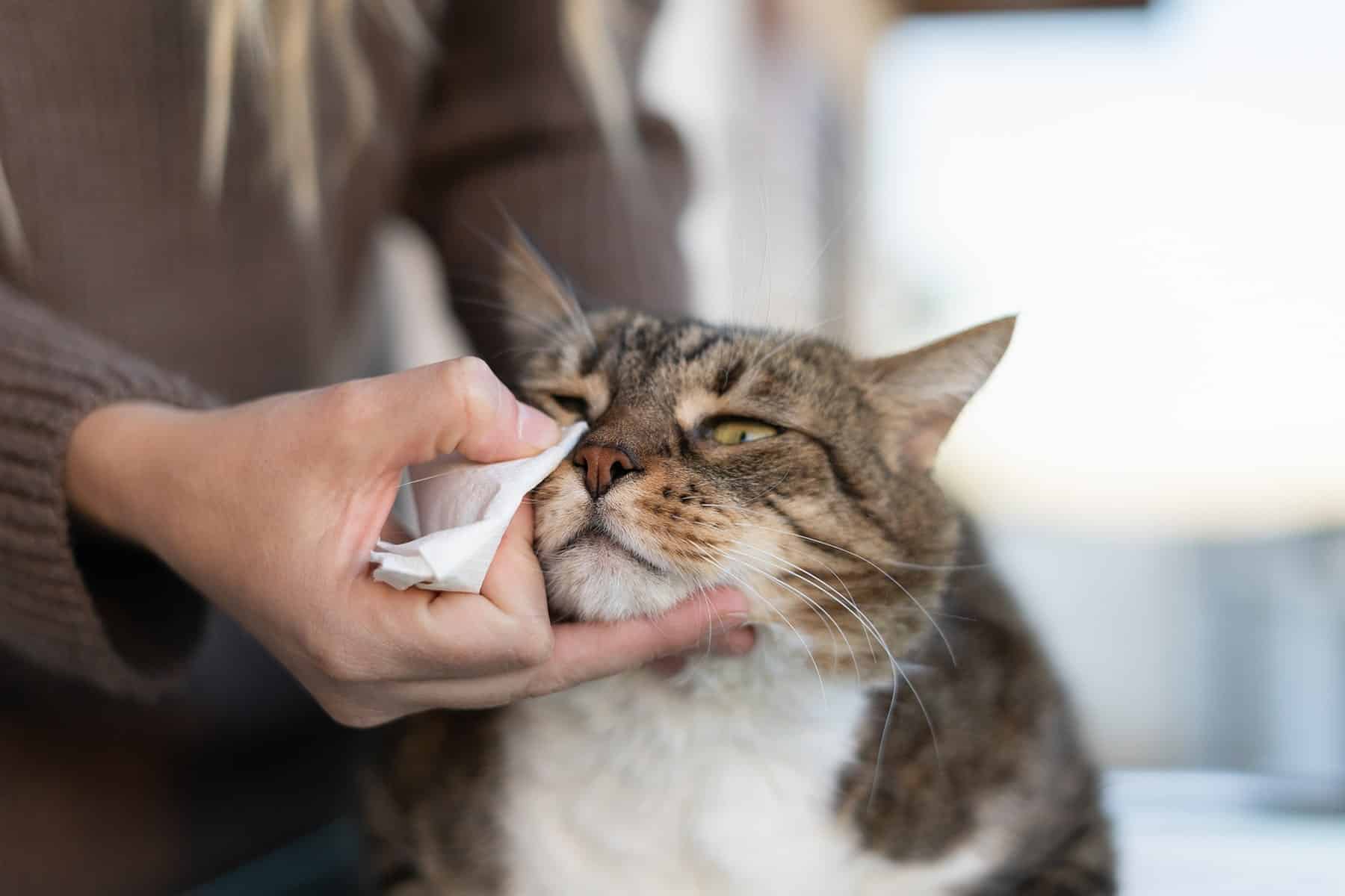 Cat allergy treatment in Easley, SC