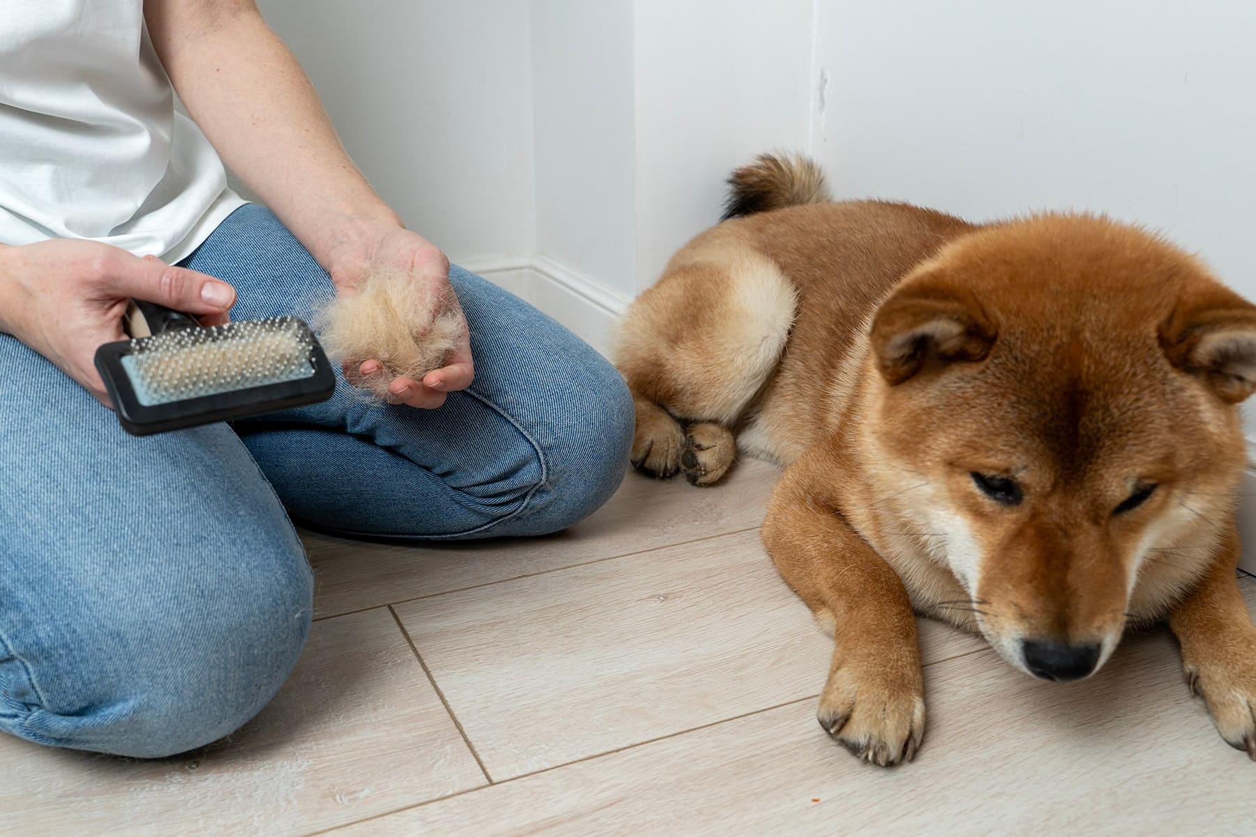Dog allergies vet in Easley, SC