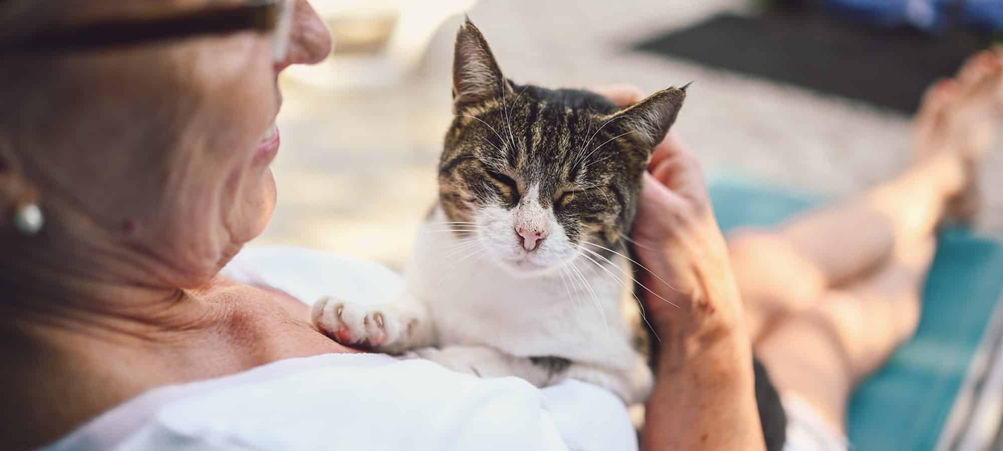 Senior cat at vet appointment in Easley, SC