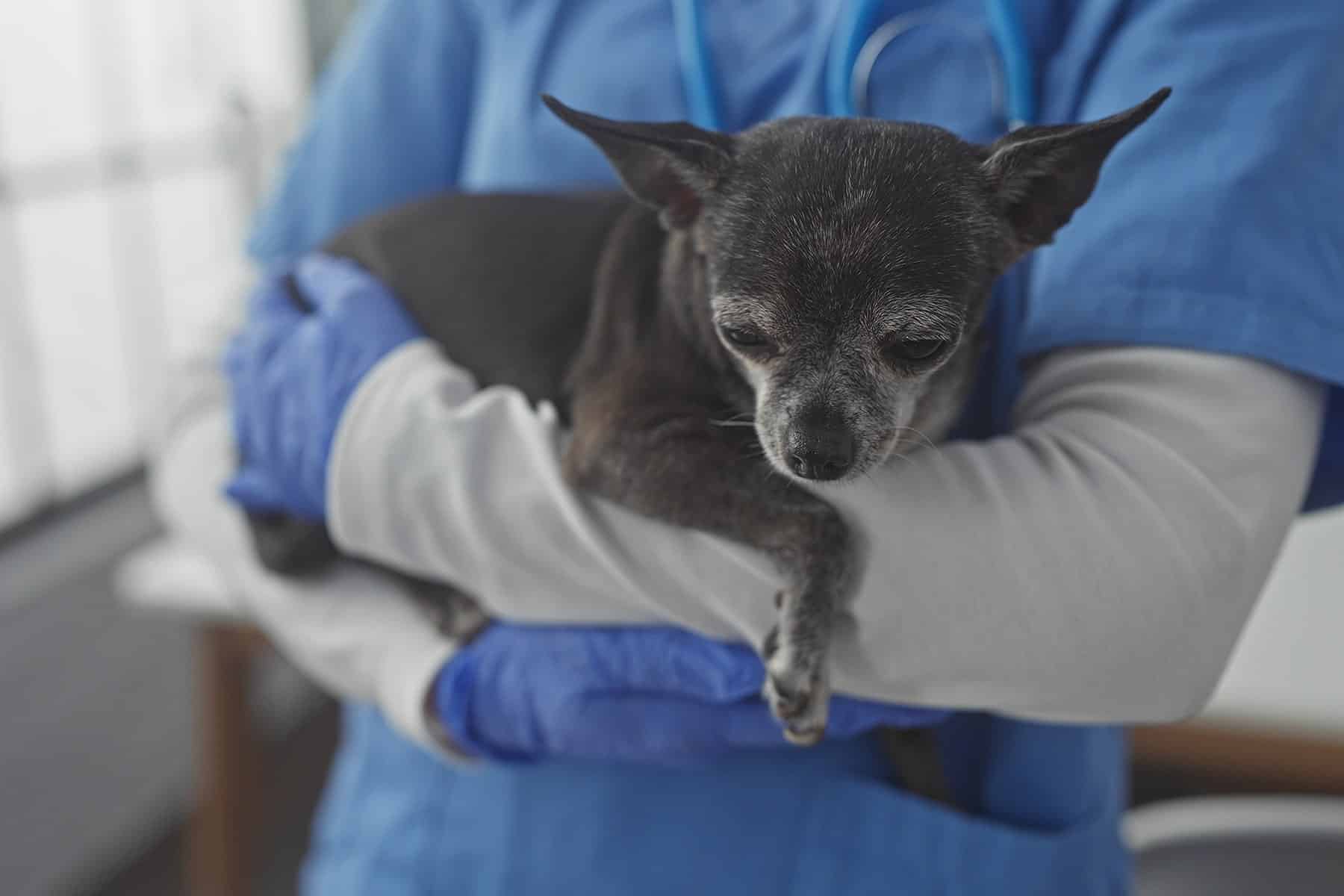 Senior pet veterinarian in Easley, SC