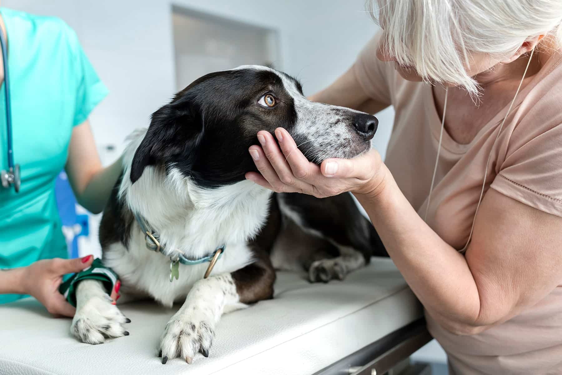 Senior pet exam in Easley, SC