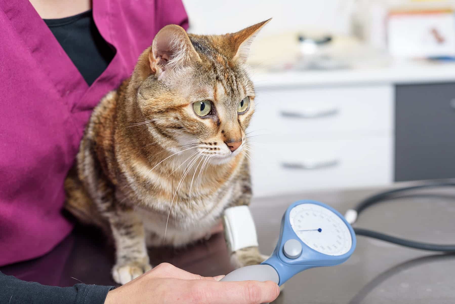 Cat heart veterinarian in Easley, SC