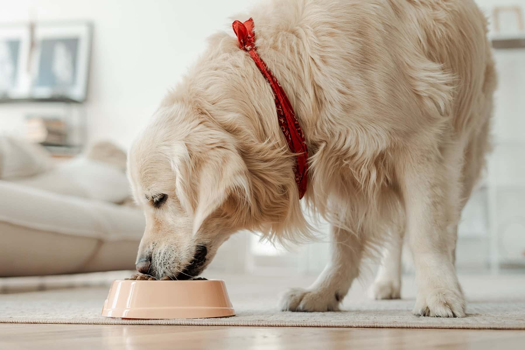 Dog cardiology support in Easley, SC