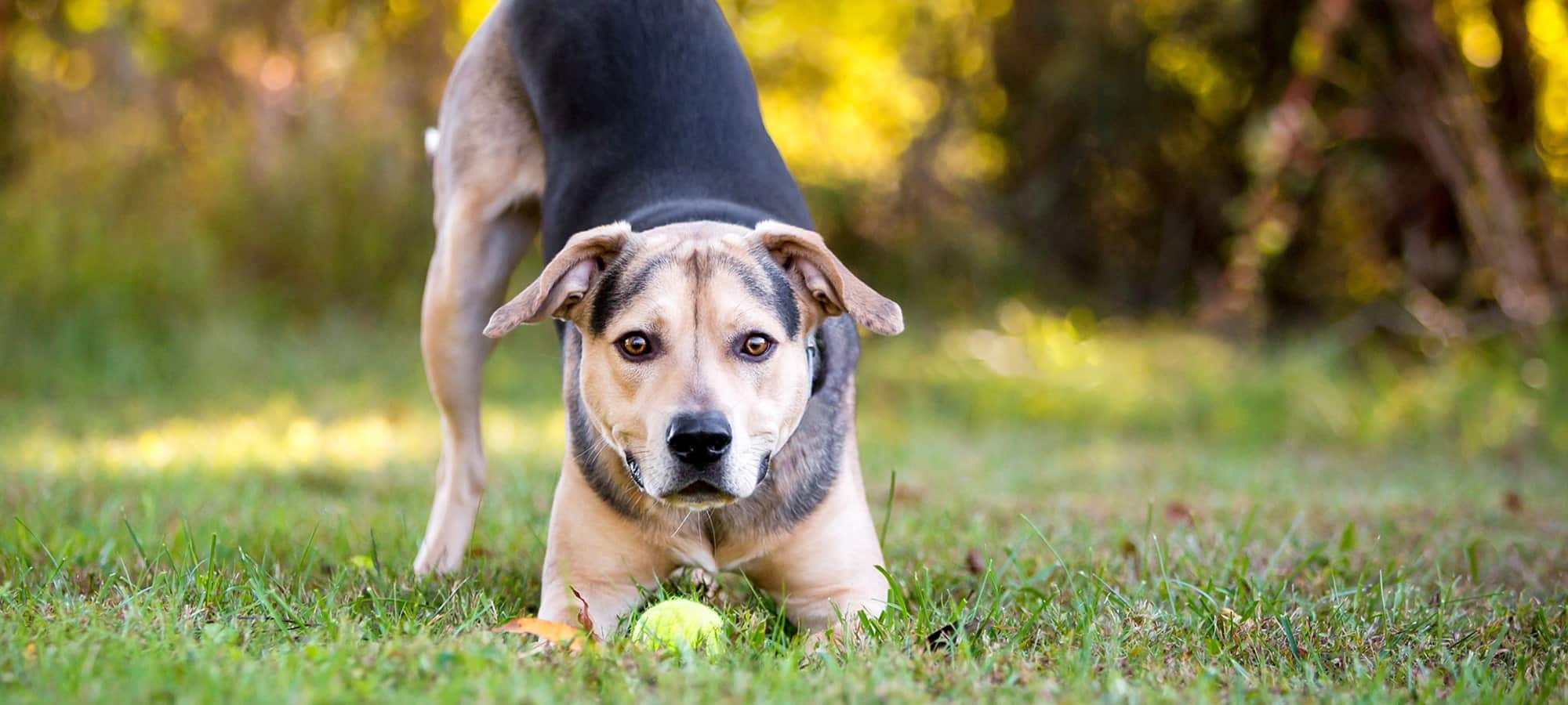 Heart support for pets in Easley, SC