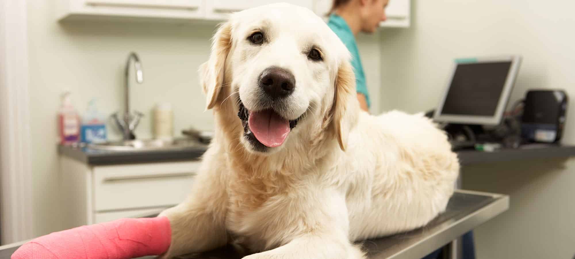 Pet surgery appointment in Easley, SC