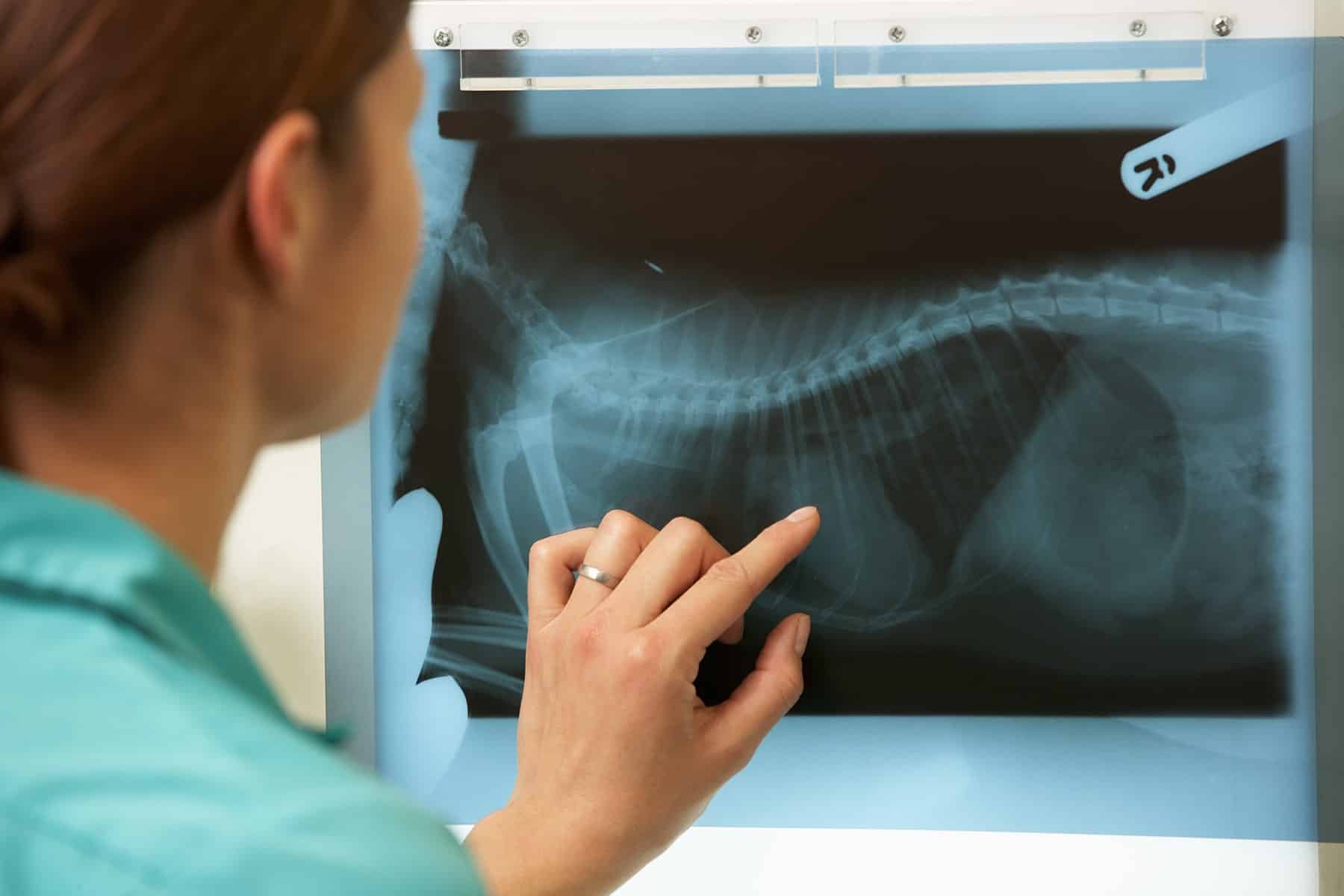 Surgery veterinarian in Easley, SC