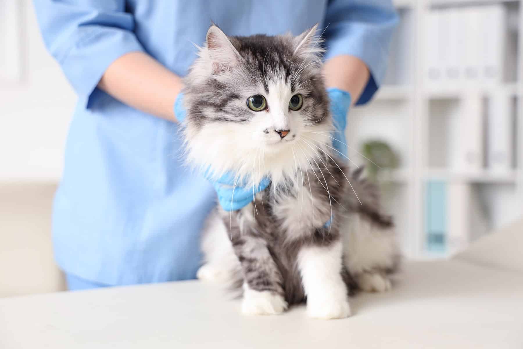 soft-tissue surgery for pets in Easley, SC
