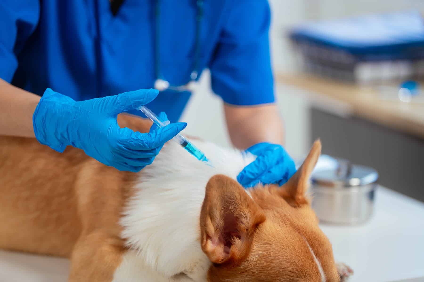 Dog vaccine vet in Easley, SC