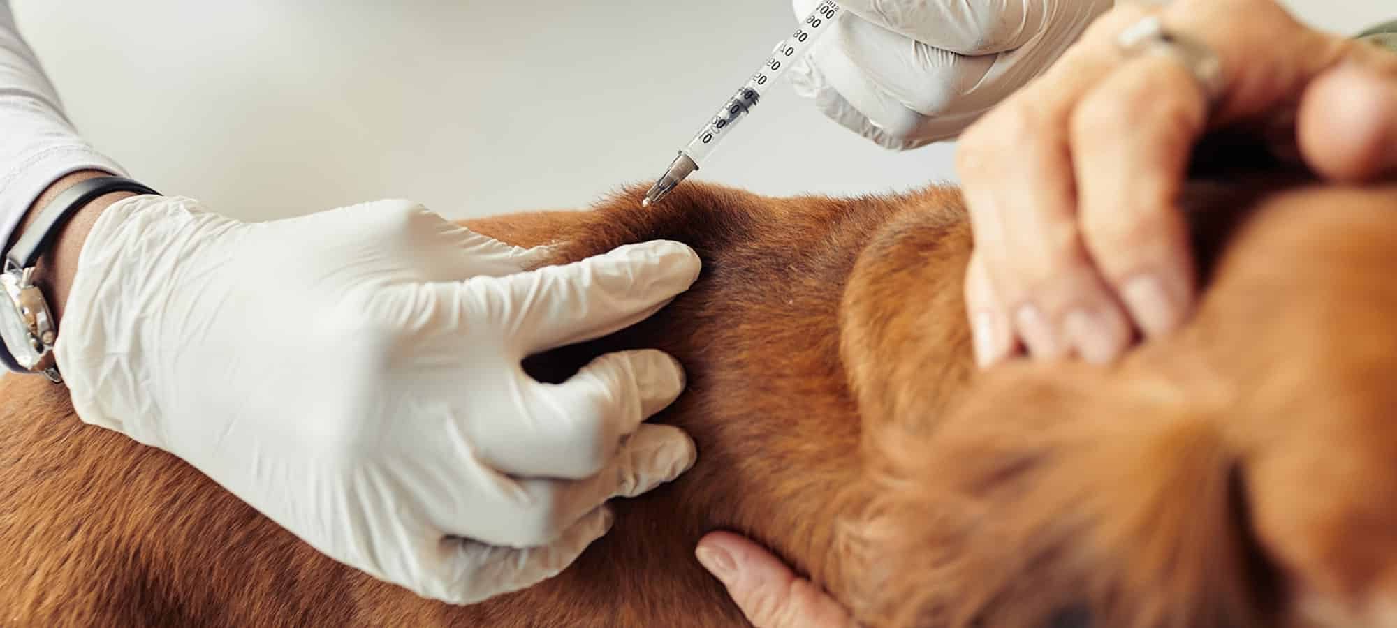 Pets vaccinations in Easley, SC