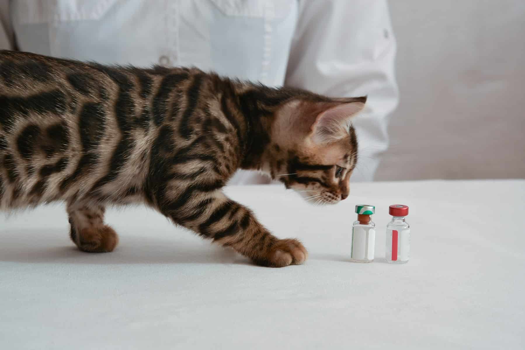Kitten vaccinations in Easley, SC