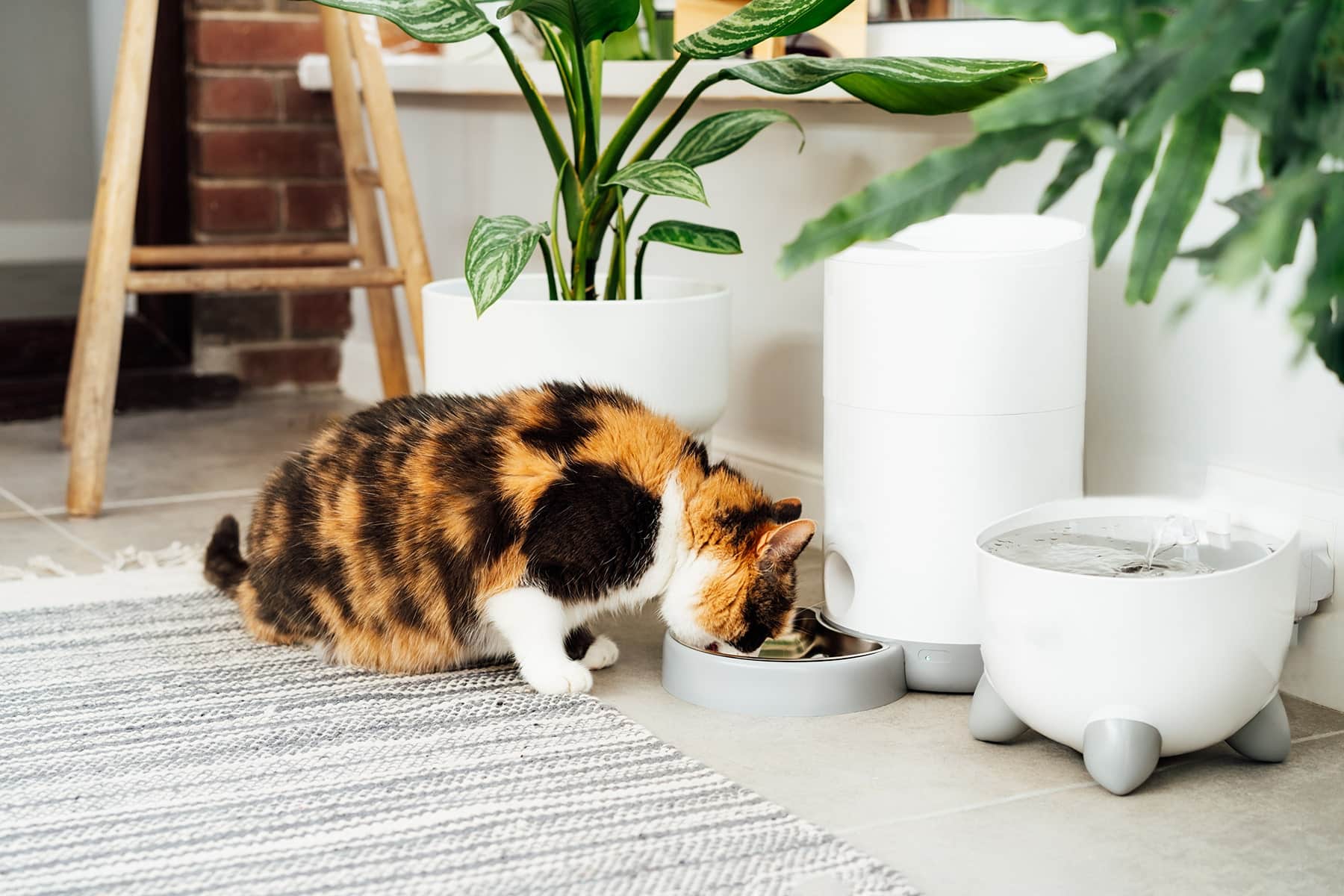 Cat diet in Easley, SC