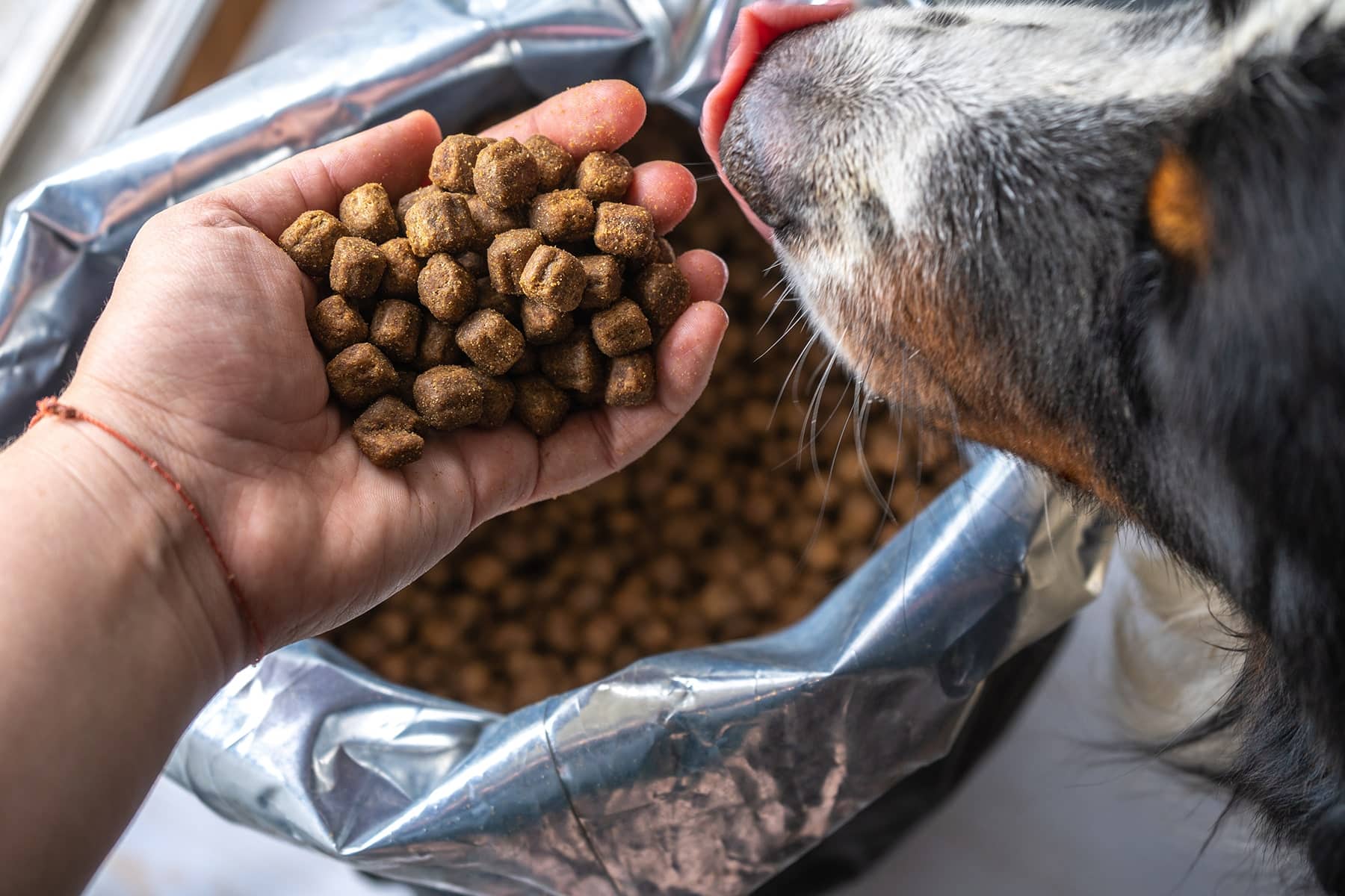 Dog nutrition vet in Easley, SC