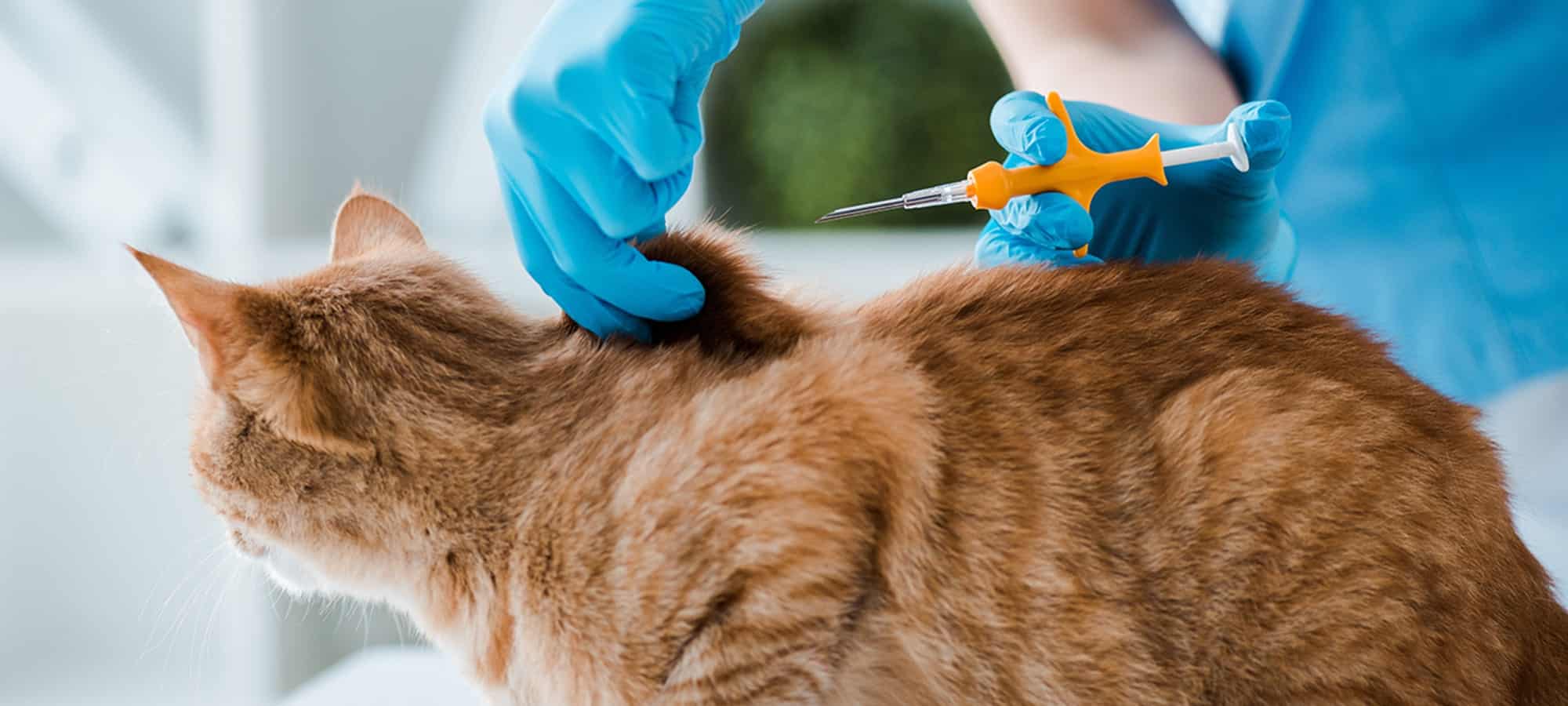 Cat microchipping in Easley, SC