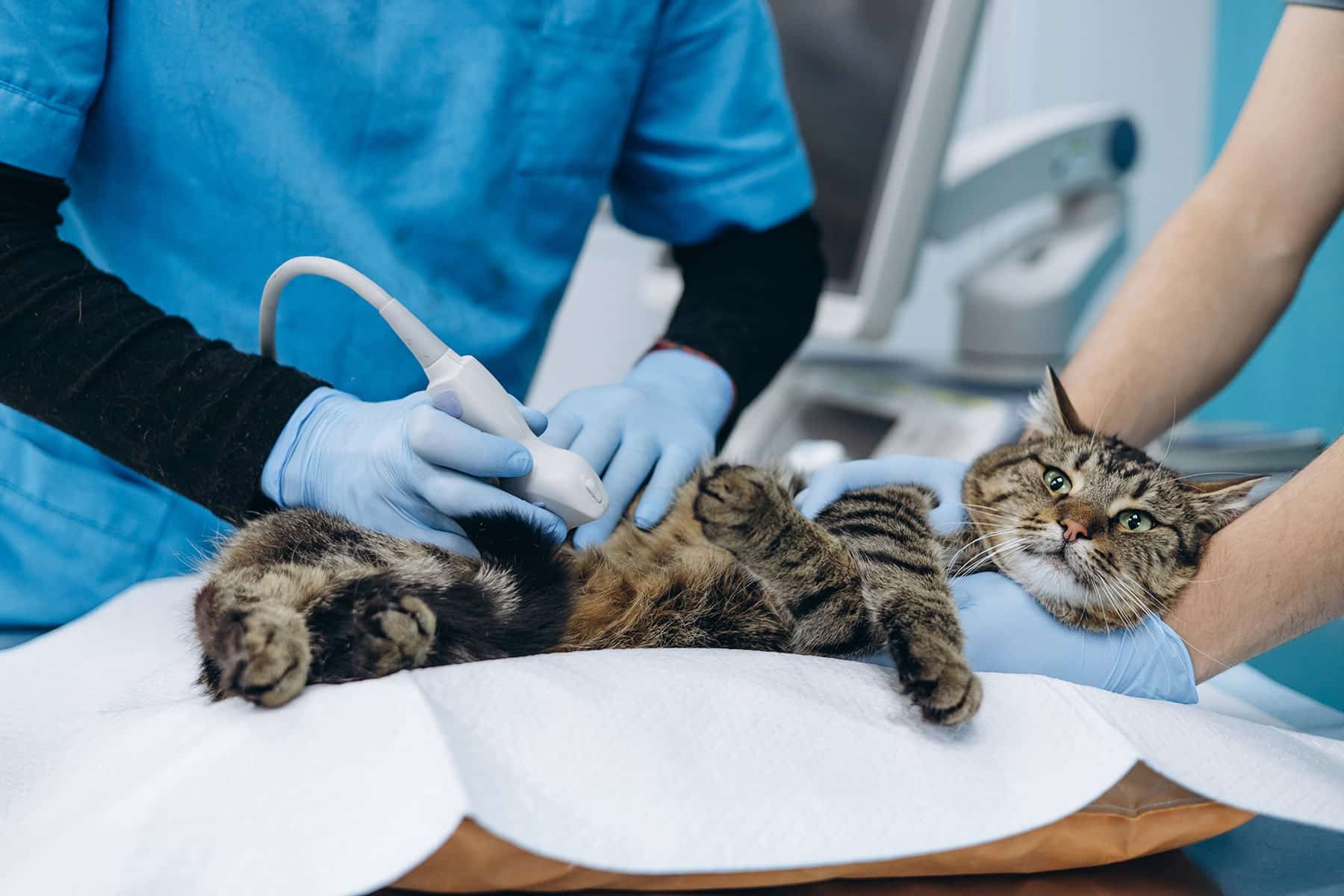 Cat ultrasound care in Easley, SC