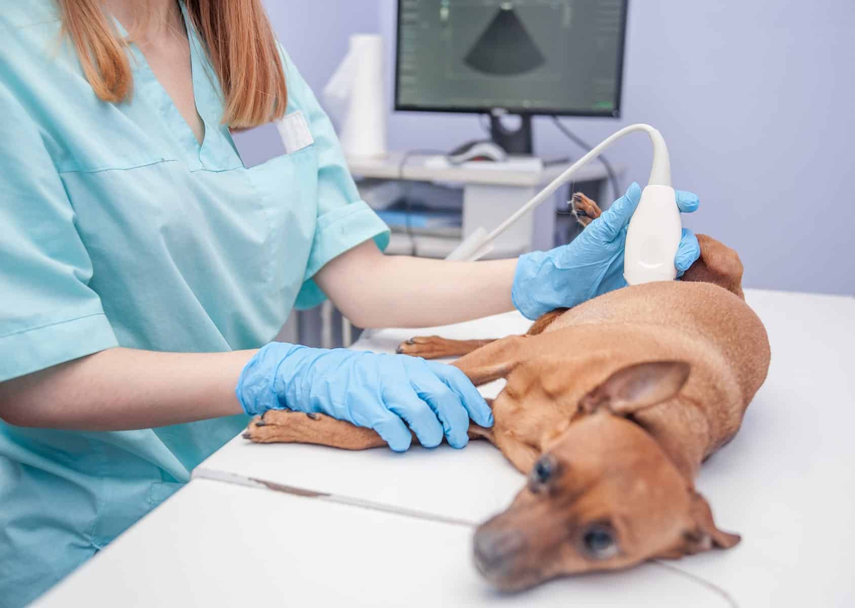 Dog ultrasound vet in Easley, SC