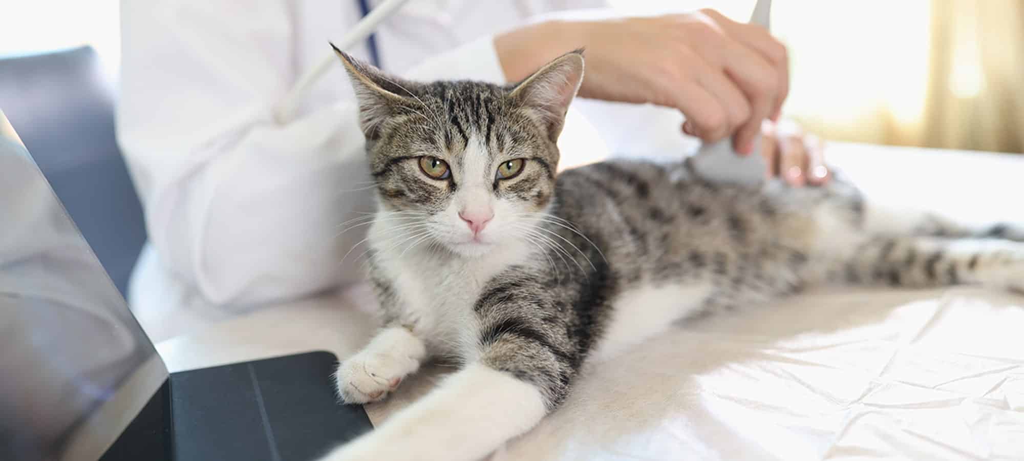 Pet ultrasound appointment in Easley, SC