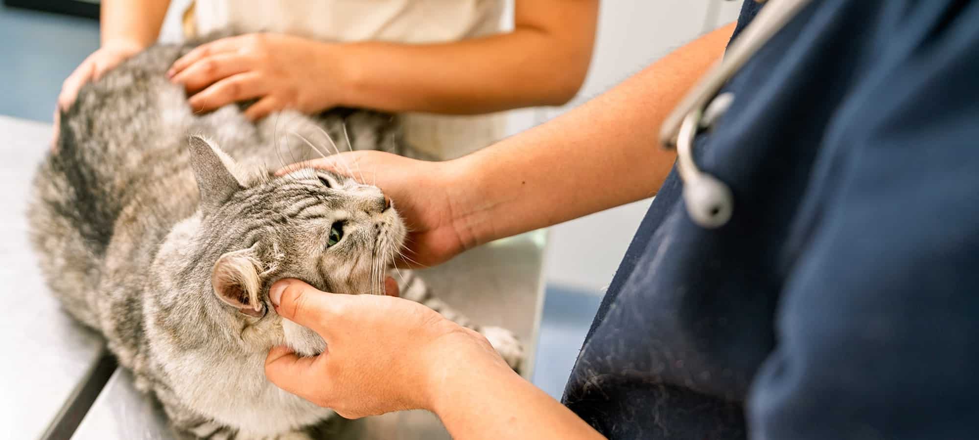 Veterinary heartworm care in Easley, SC