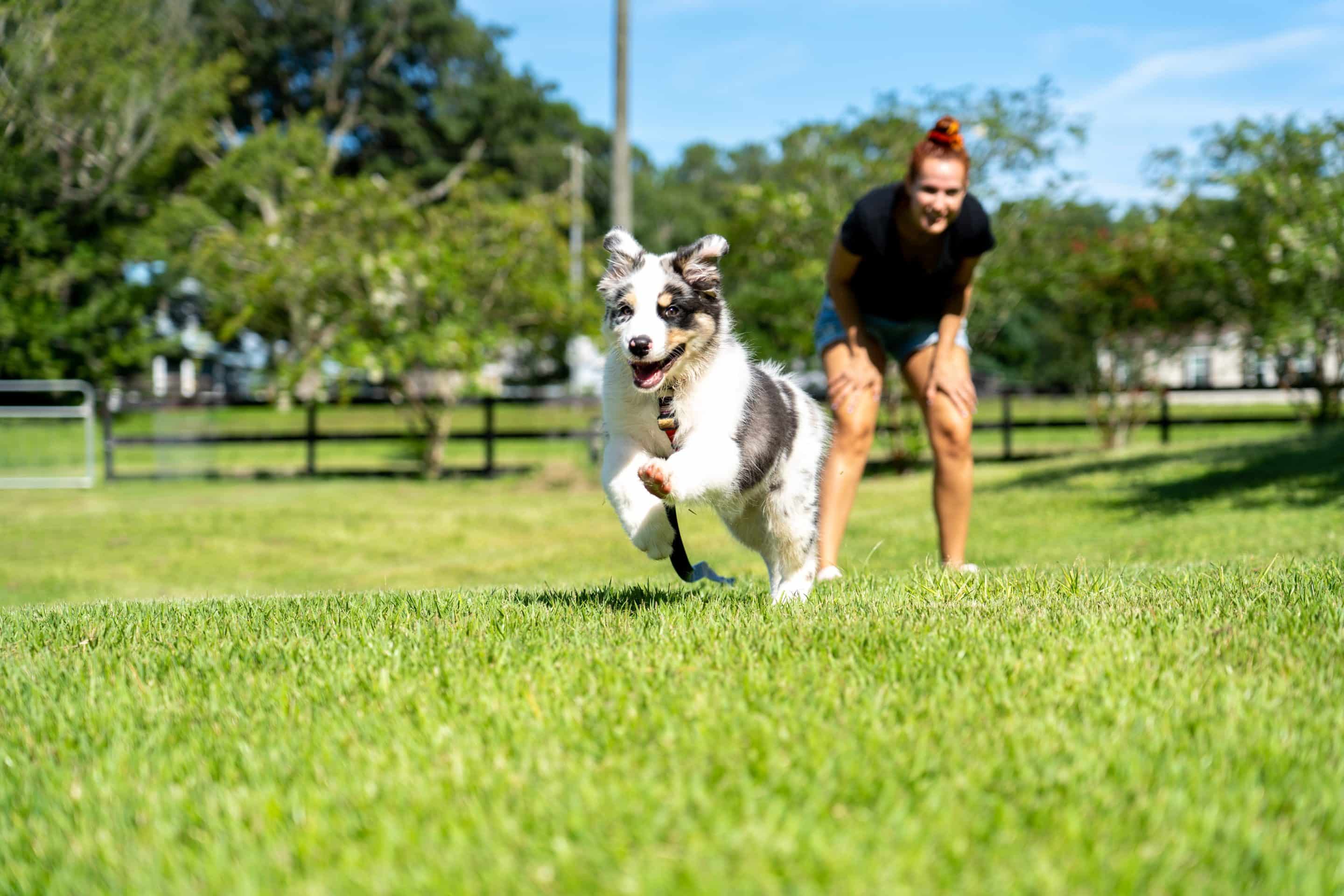 Dog flea prevention in Easley, SC