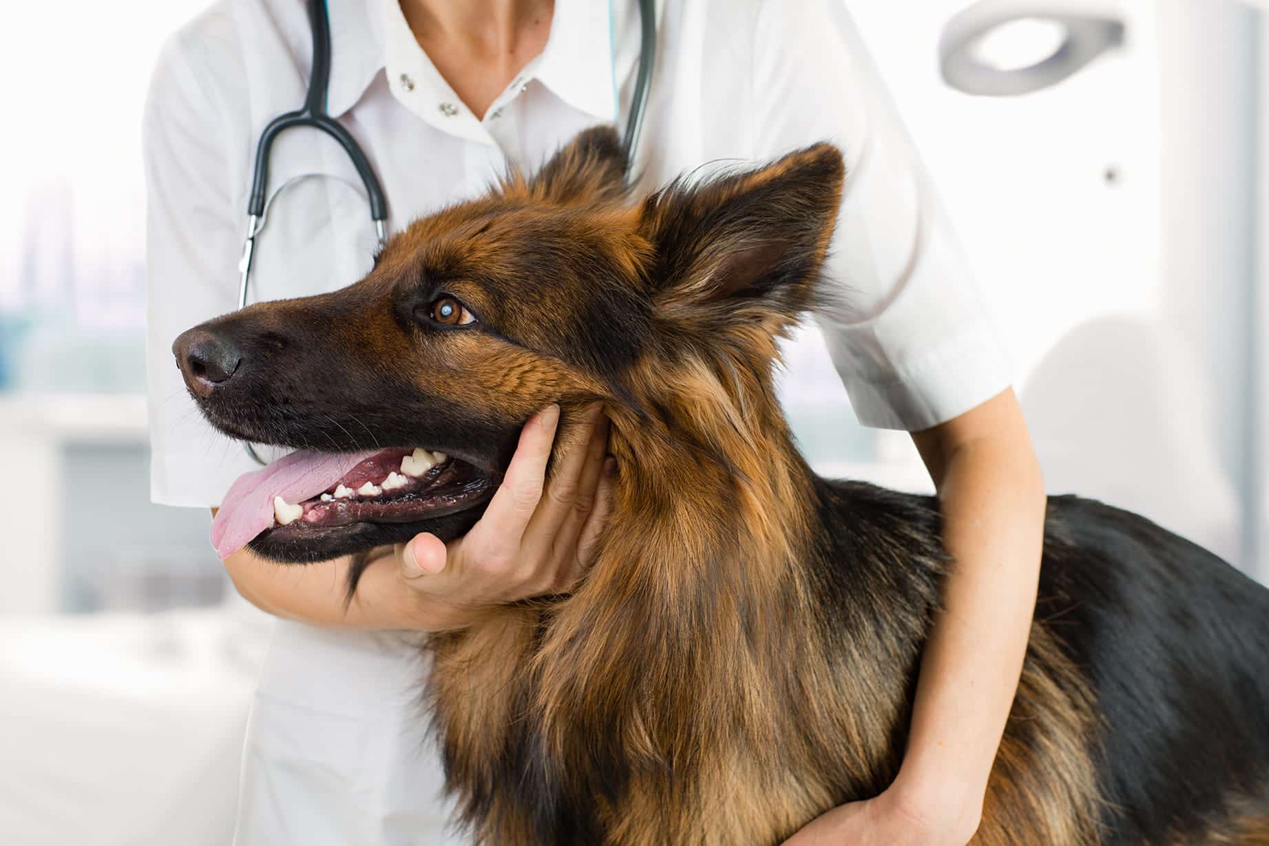 Dog laceration repair vet in Easley, SC