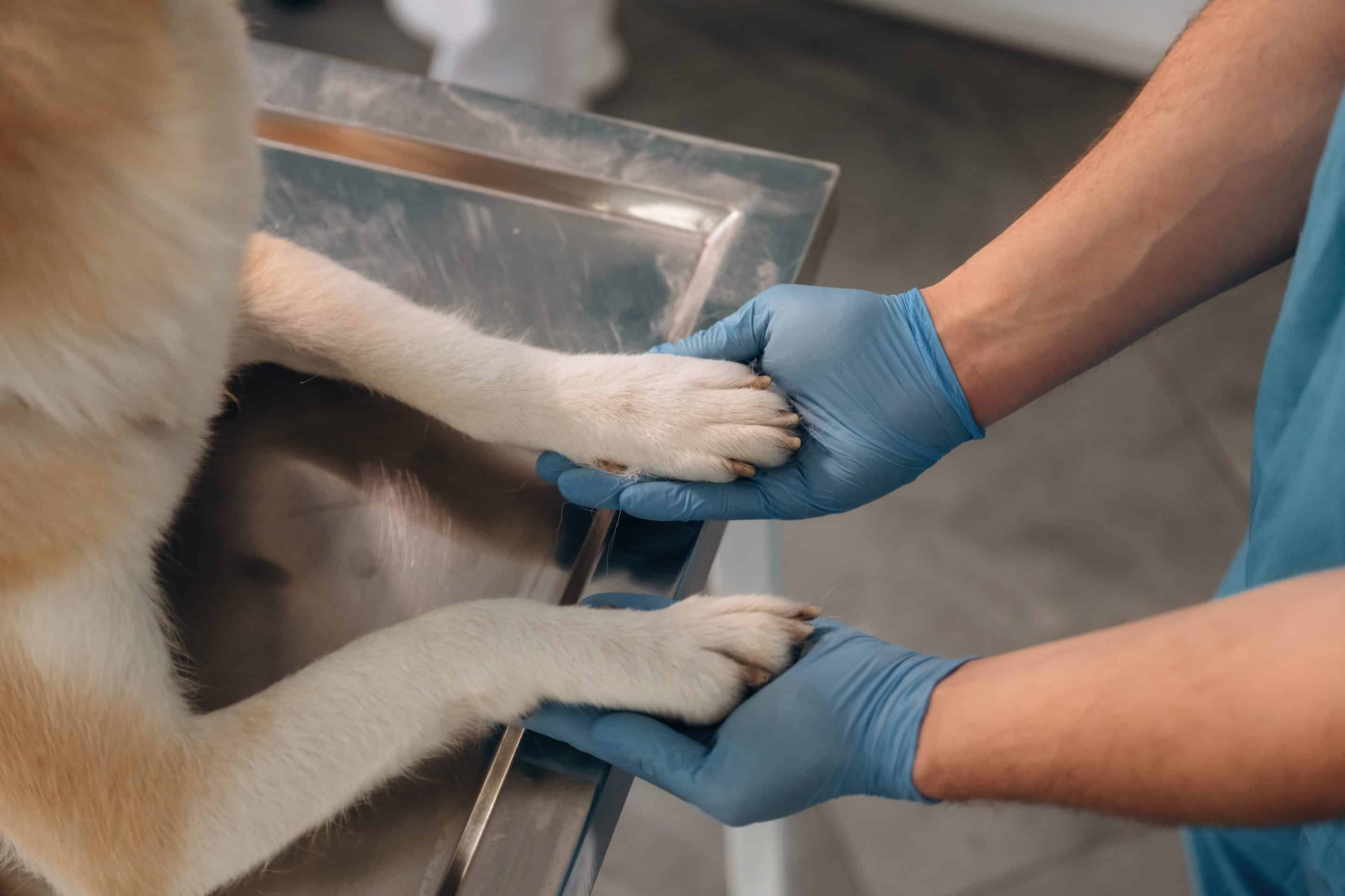 Veterinary orthopedic care in Easley, SC