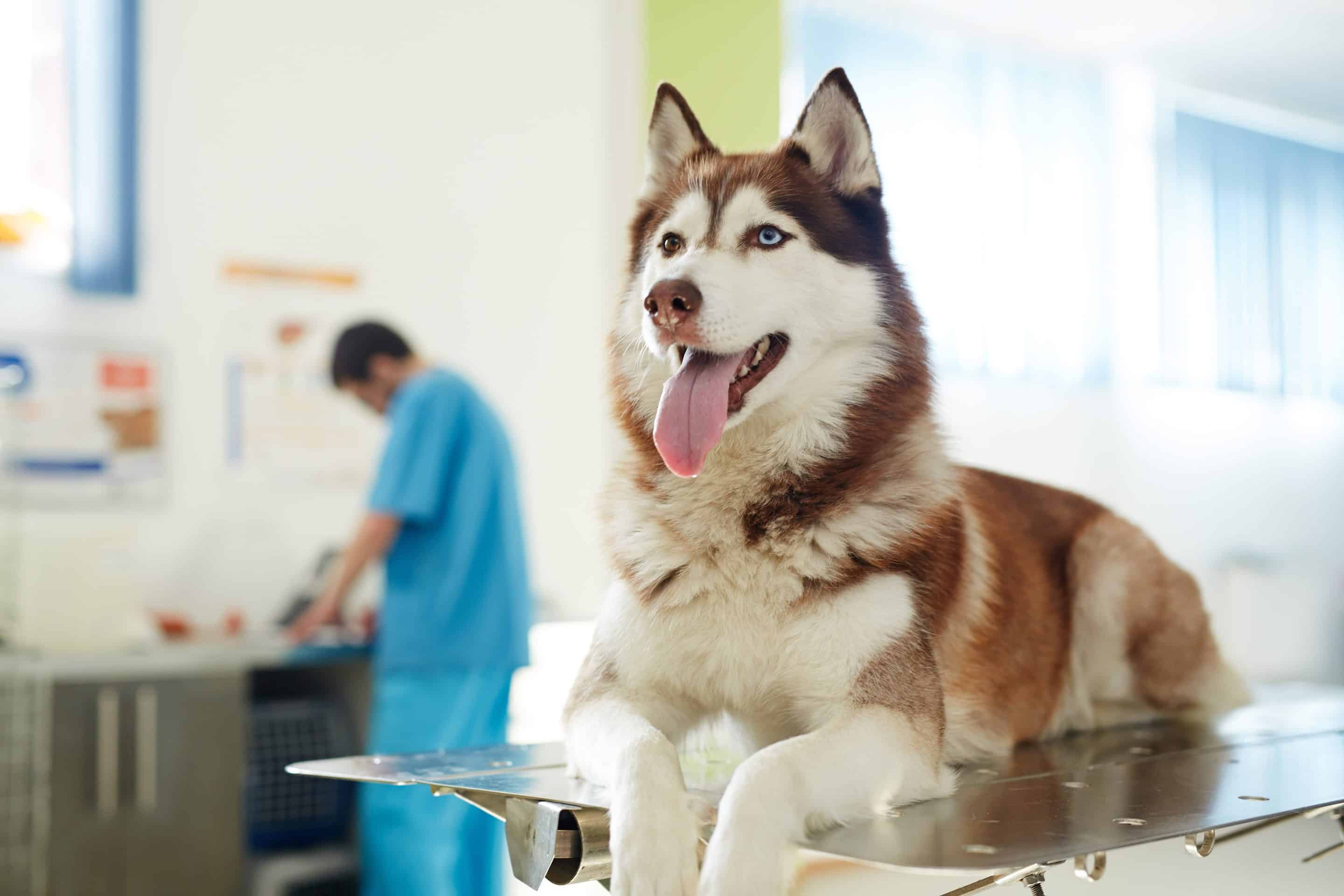 Dog orthopedic surgery in Easley, SC