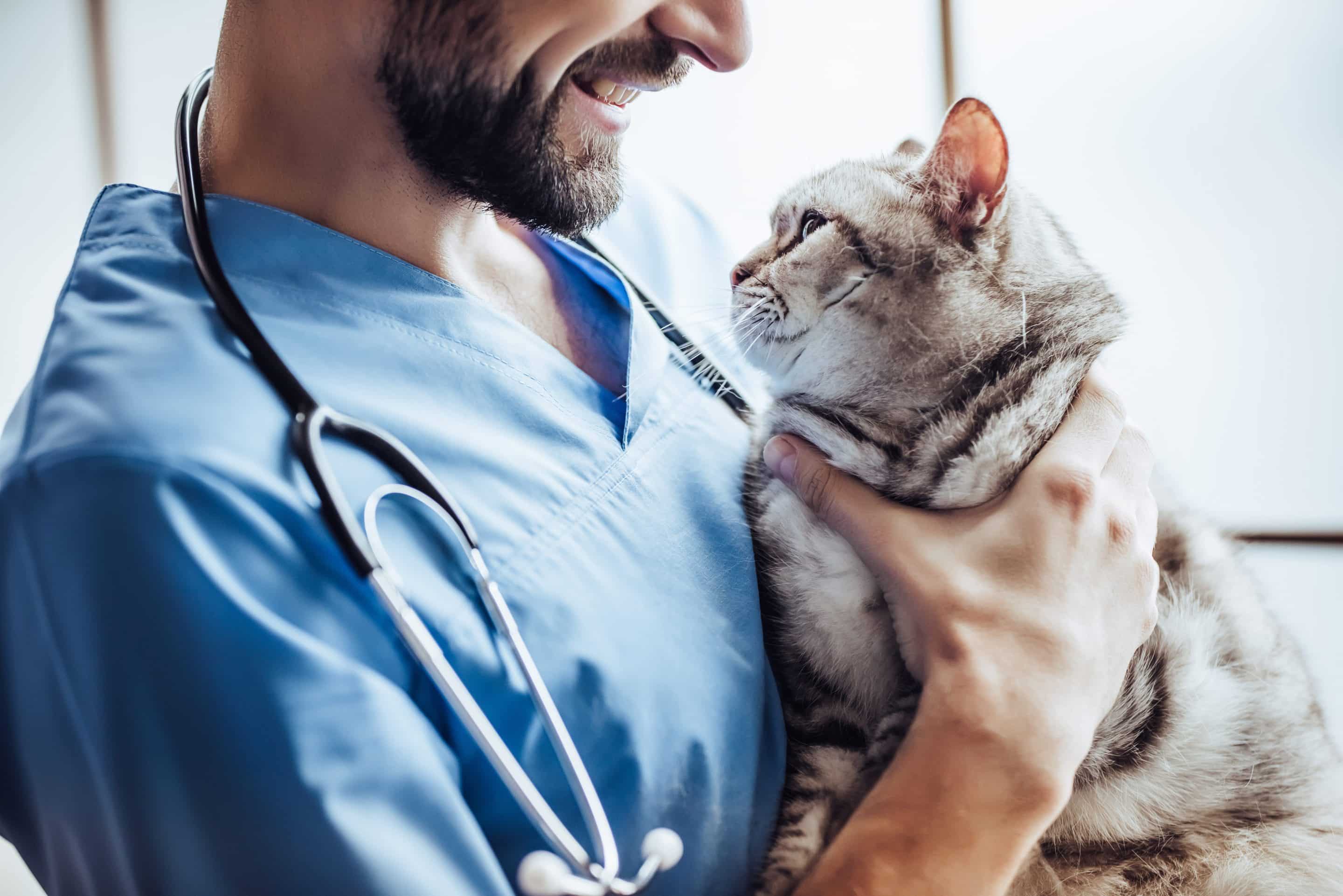 Cat health certificate vet in Easley, SC