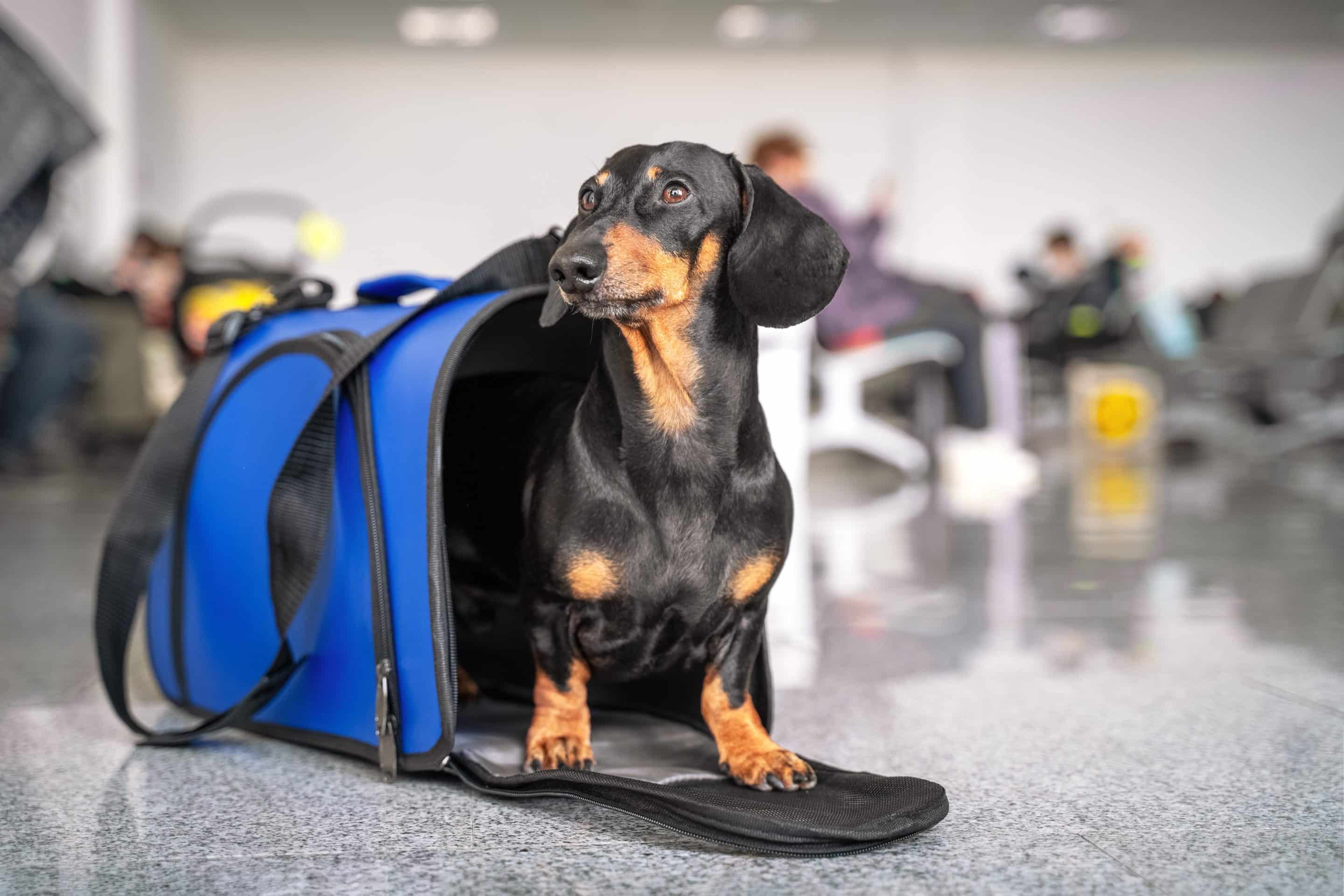 Travel certification for pets in Easley, SC