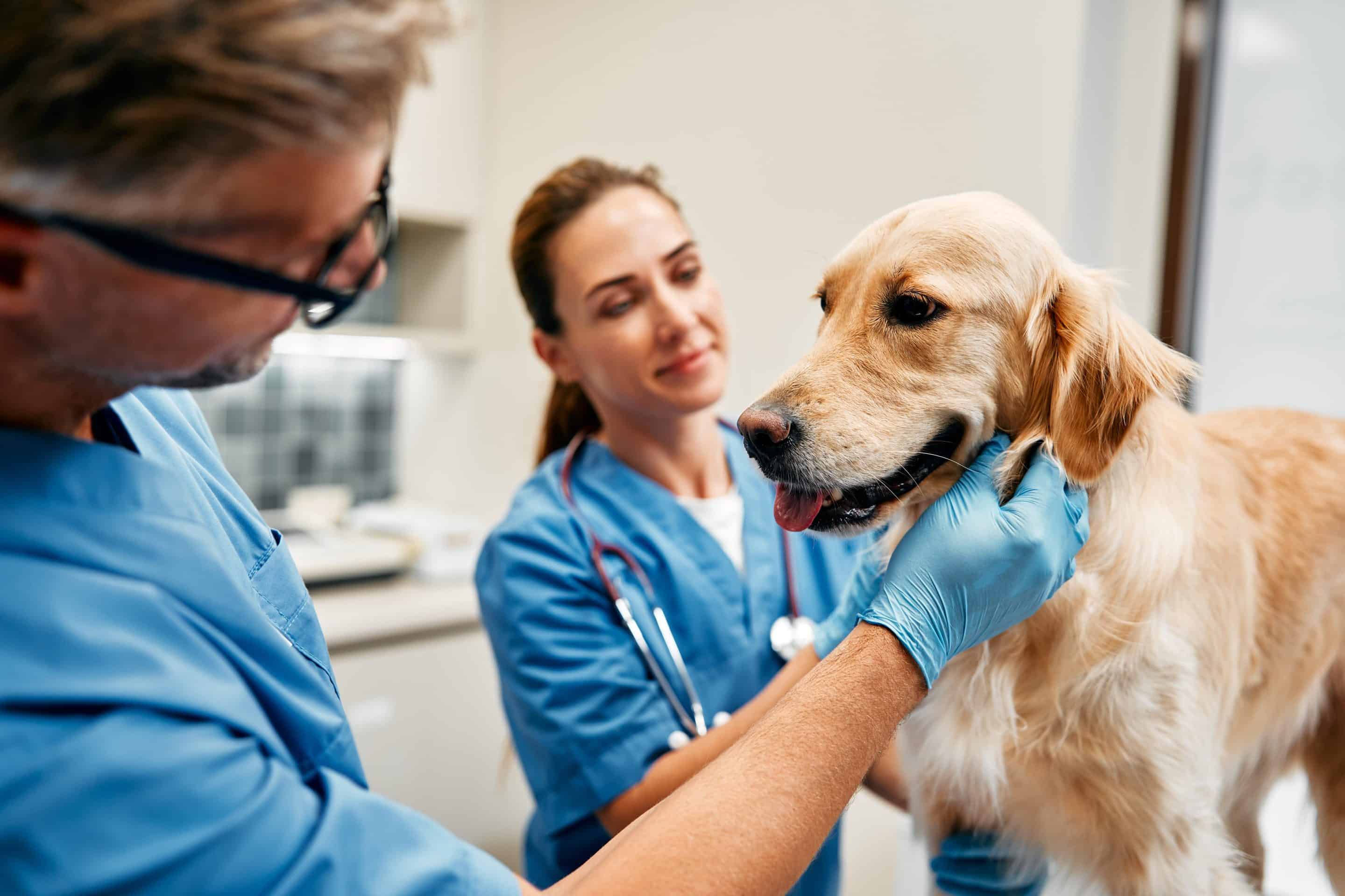 Dog health certificates in Easley, SC