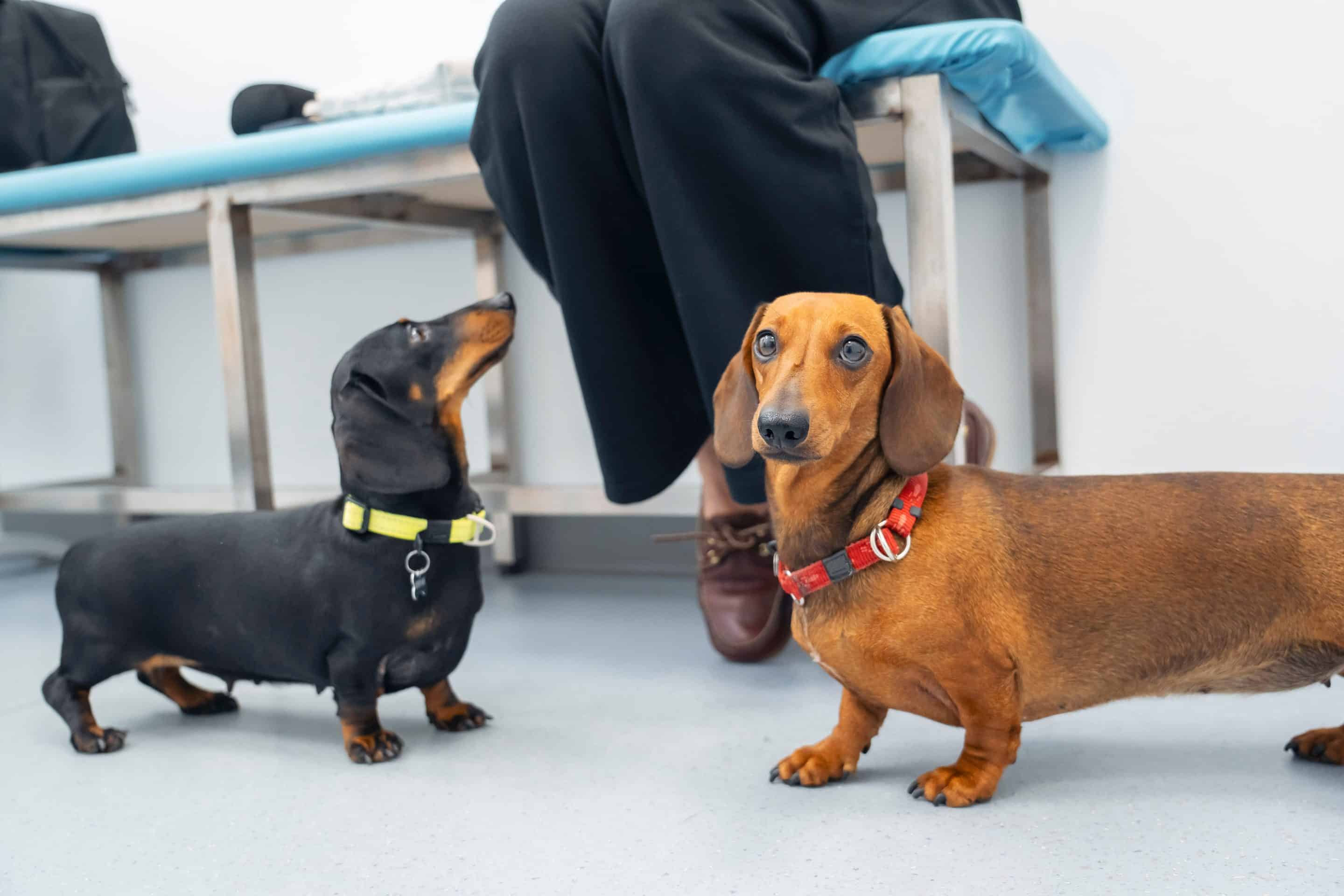 Dog laser treatment in Easley, SC