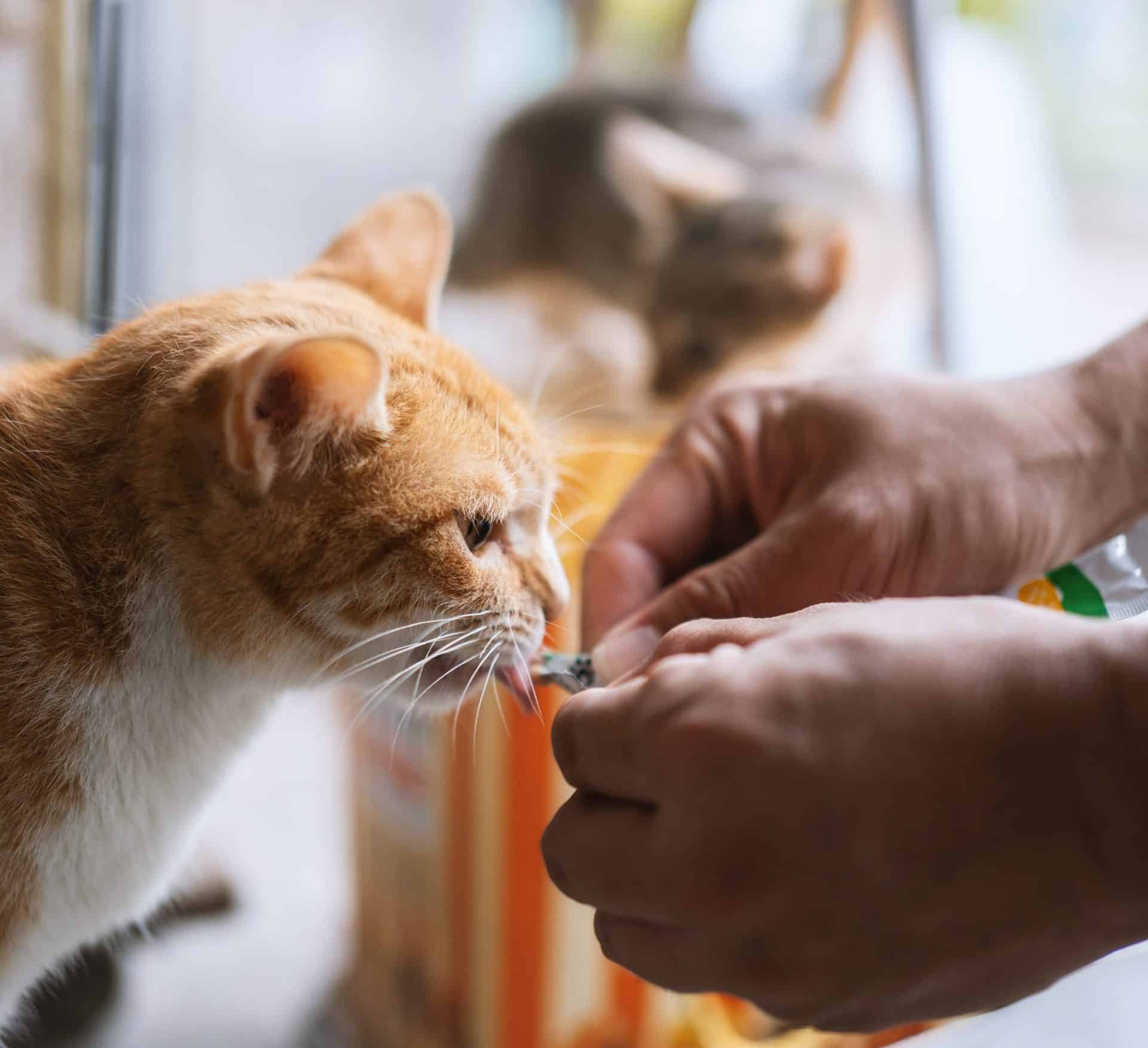 Cat laser vet in Easley, SC