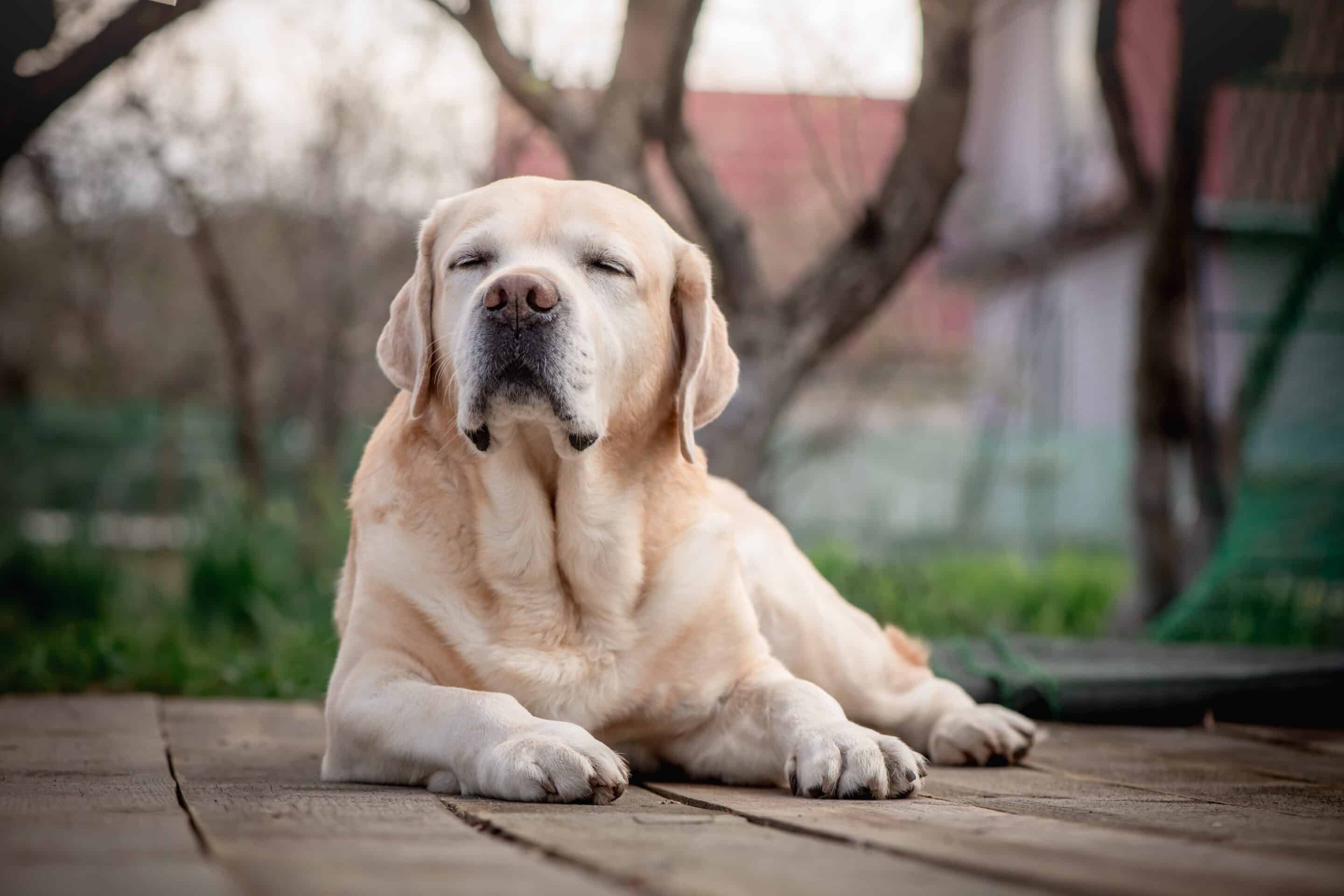 Dog euthanasia vet in Easley, SC