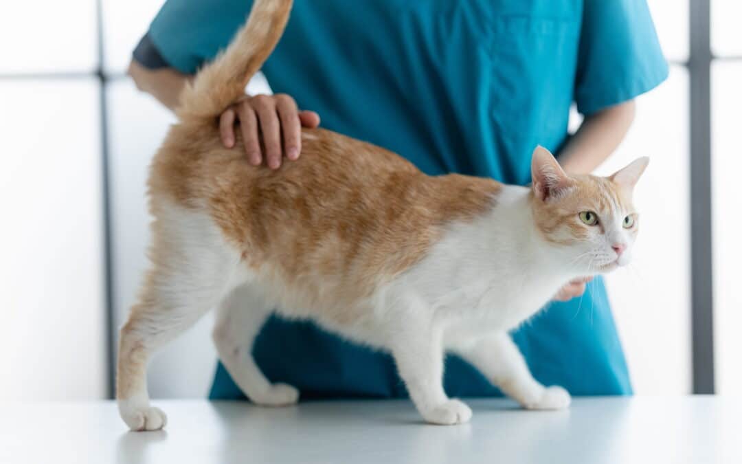 How Often Does My Pet Need to See the Vet?