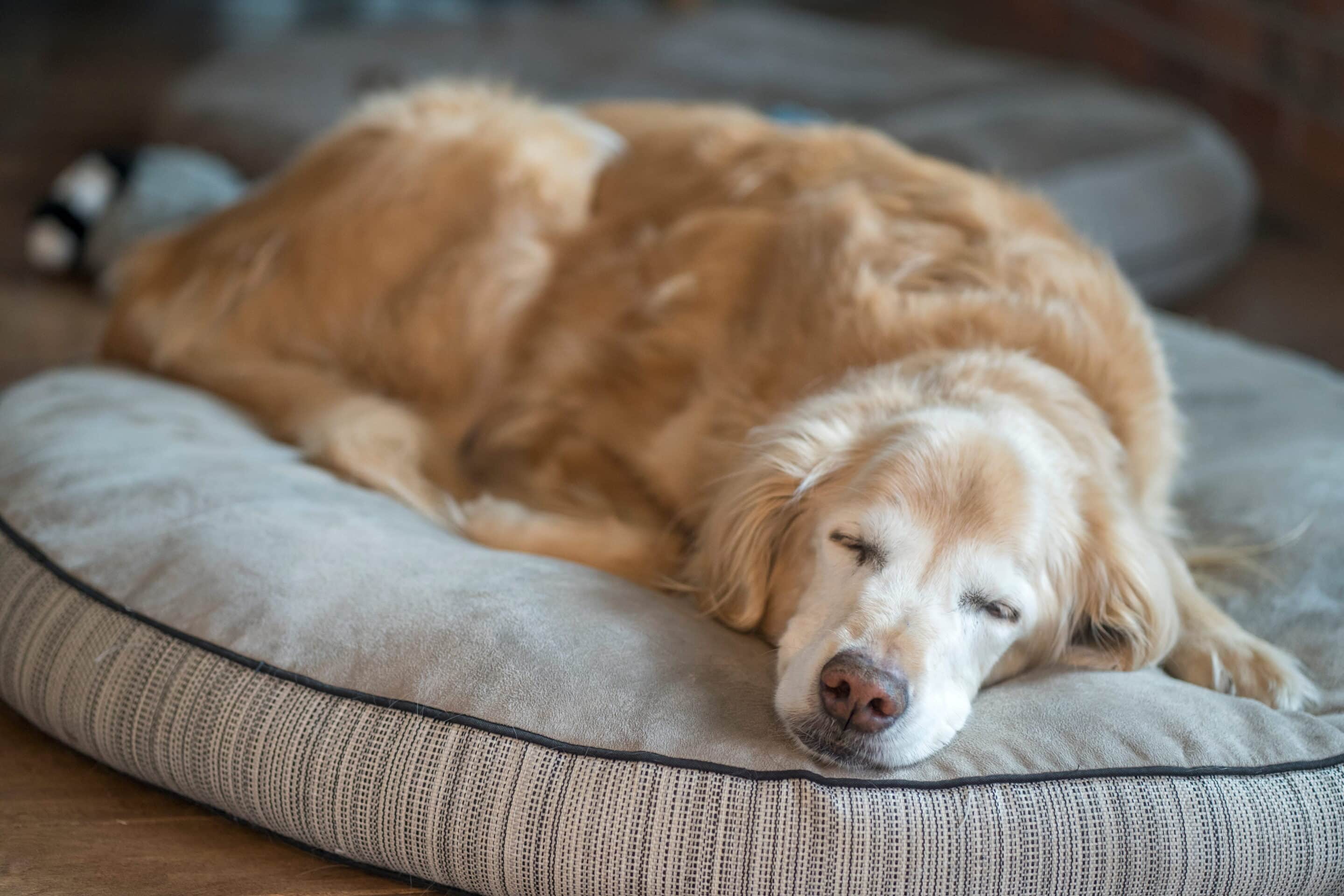 pet end of life vet care in Easley, SC