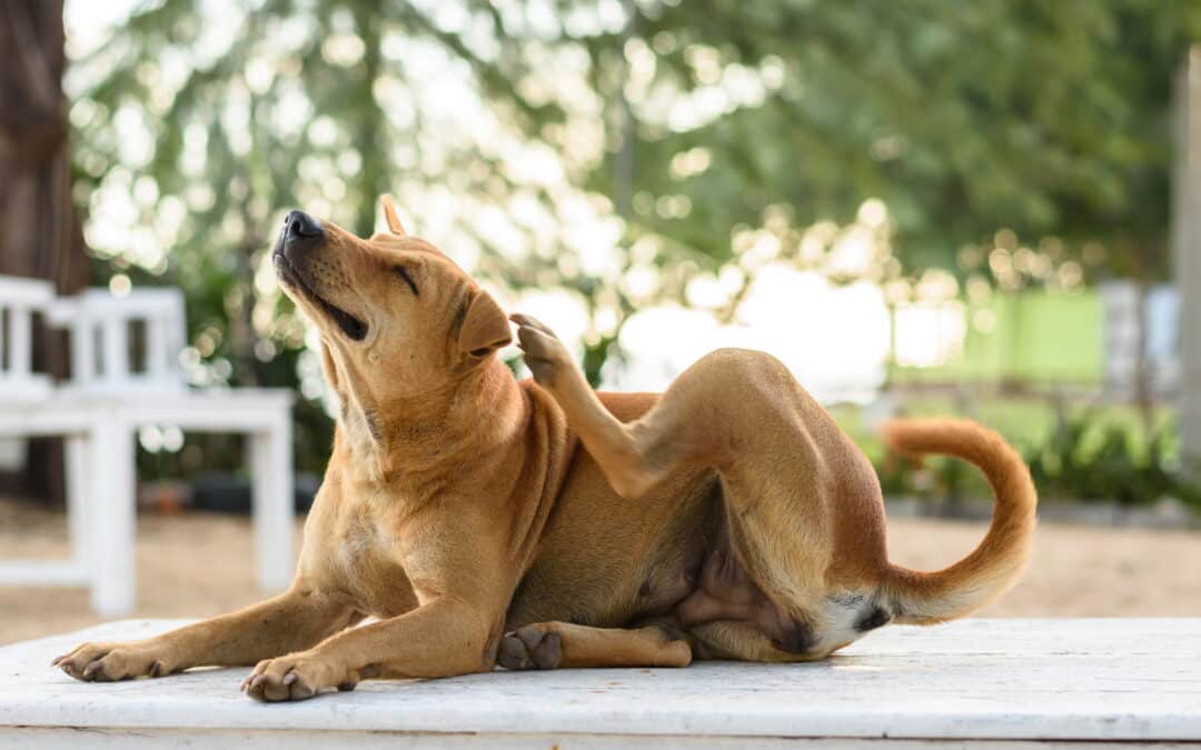 Why Is My Dog So Itchy? Understanding Pet Allergies